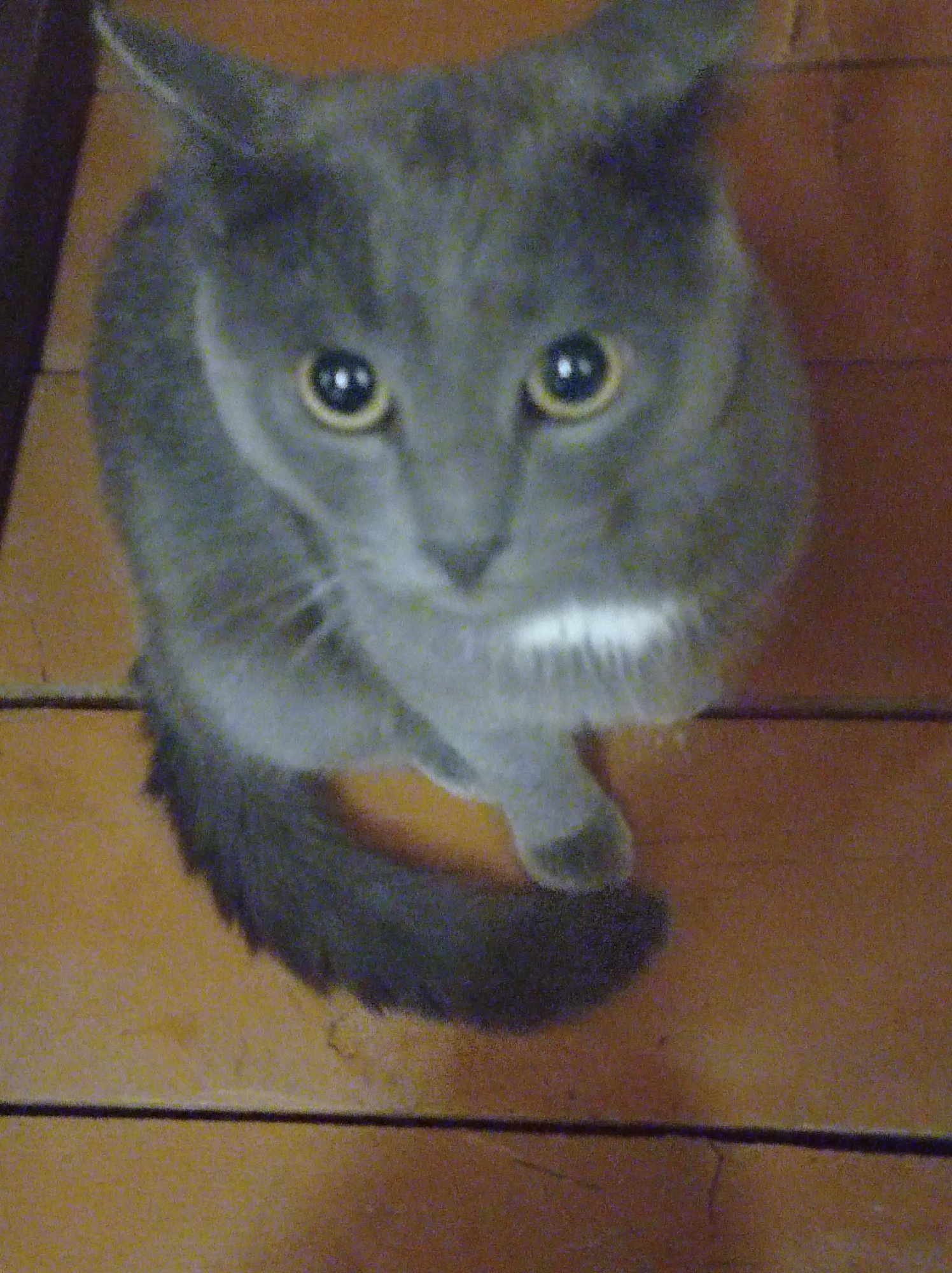 A close-up, slightly blurry photograph shows a gray cat with yellow eyes sitting on a wooden floor. The cat is facing the camera, with its head tilted slightly. Its fur is short and sleek. A white patch of fur is visible on its chin. The wooden floor is made of planks and appears to be an indoor setting. There is no discernible indication of the city of Degtyarsk, Russia, within the image.