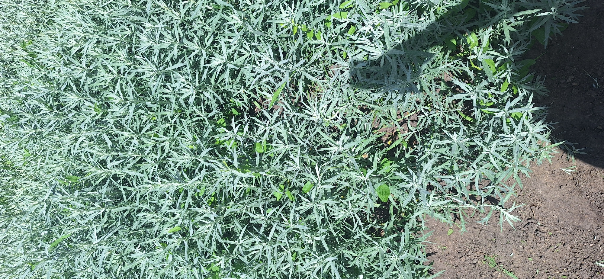 The media file is a top-down, close-up, outdoor photograph of a patch of silvery-green, feathery foliage. The plants are densely packed, with many narrow, lobed leaves. Some darker green leaves are interspersed within the lighter foliage, suggesting a mix of plants or possibly new growth. The ground beneath the plants is visible in some areas, appearing to be dark, dry soil. The lighting suggests it is daytime, with strong shadows cast across the plants from an unseen object, possibly a tree or structure. The overall scene is naturalistic and appears to be a garden bed or a wild patch of vegetation. There is no text visible in the image. The context provided indicates the location is Bila Tserkva, Ukraine.