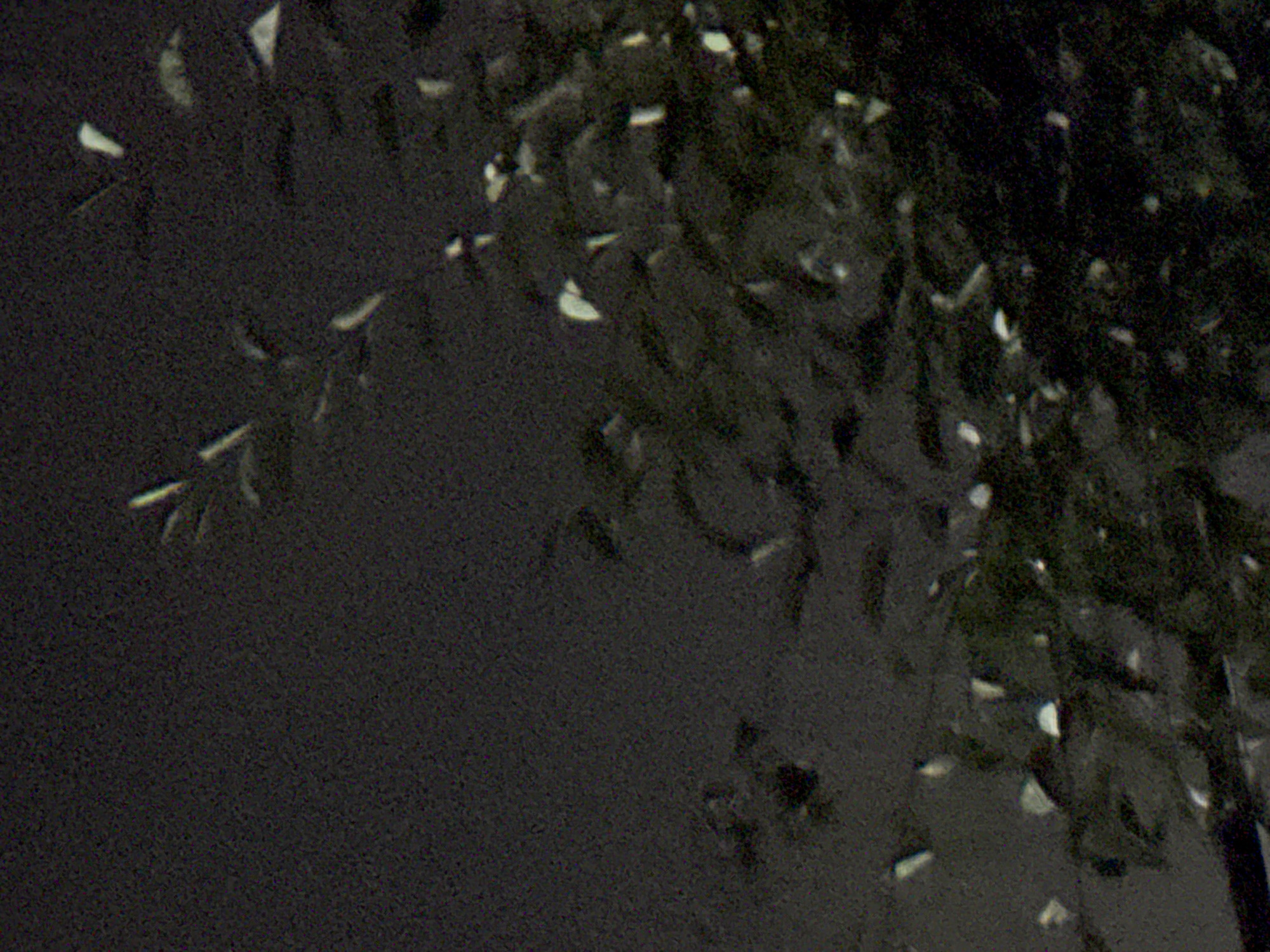 The image is a dark, grainy photograph with a blurry, abstract quality. It appears to depict foliage illuminated by a light source from the side or behind. Small, bright specks are scattered across the frame, possibly representing leaves, petals, or other natural elements reflecting light. The overall impression is of a nighttime scene, possibly outdoors, with limited visibility. The location in the city of Navbahor, Uzbekistan, is not discernible from the visual information provided.