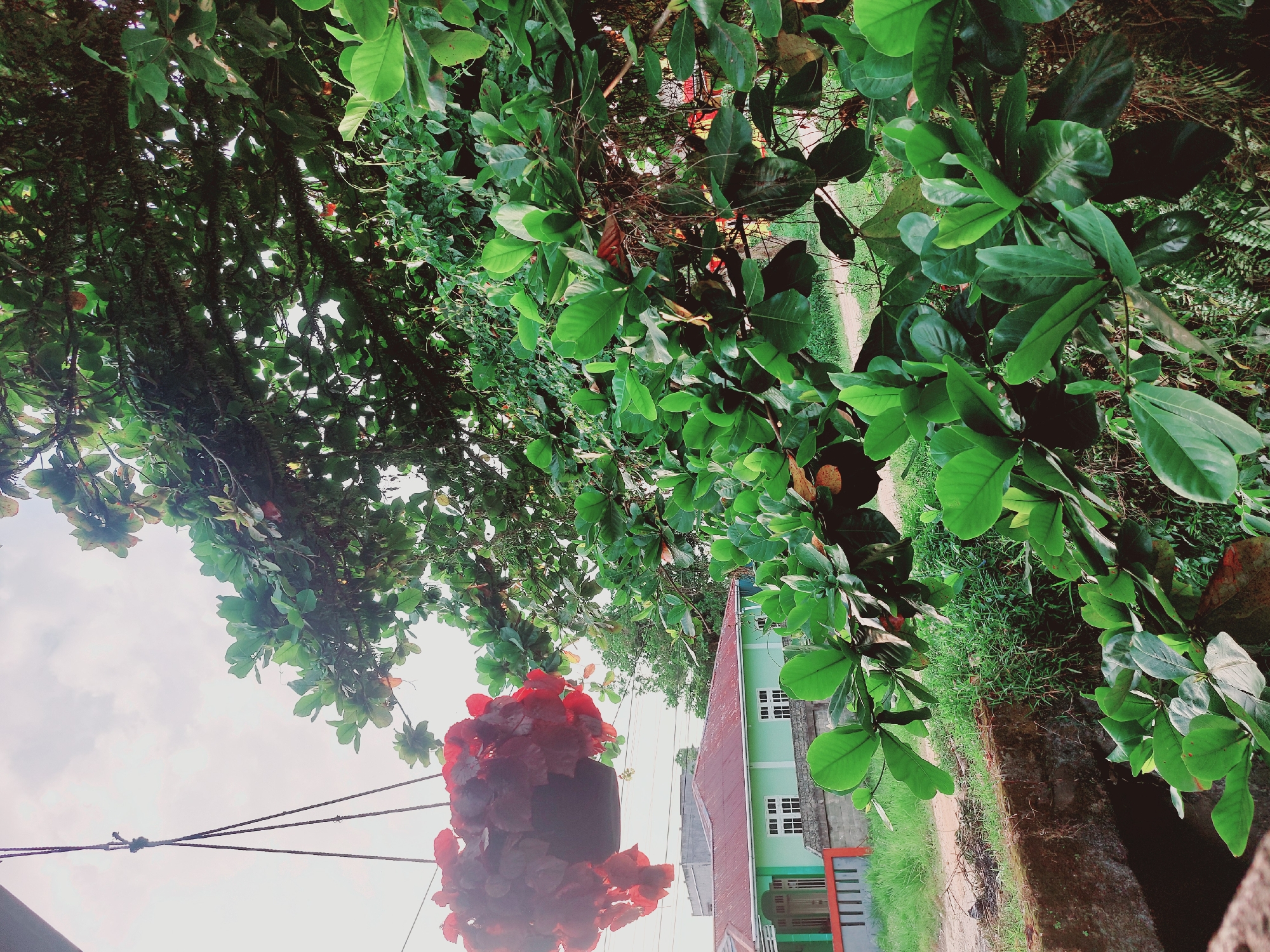 The image captures a scene likely in Tarakan, Indonesia, with lush green foliage dominating the foreground. A large tree with broad, vibrant green leaves extends across the frame, partially obscuring the sky and a building in the background. To the left, a hanging planter filled with deep red flowers adds a splash of contrasting color. The planter is suspended by thin ropes from an unseen support. In the mid-ground, a light green house with a red-tiled roof and white-framed windows is visible, set against a backdrop of more greenery and a dusty road. A concrete structure, possibly a low wall or drain, runs along the bottom of the frame, bordered by overgrown grass. The overall atmosphere suggests a humid, tropical environment typical of Tarakan.