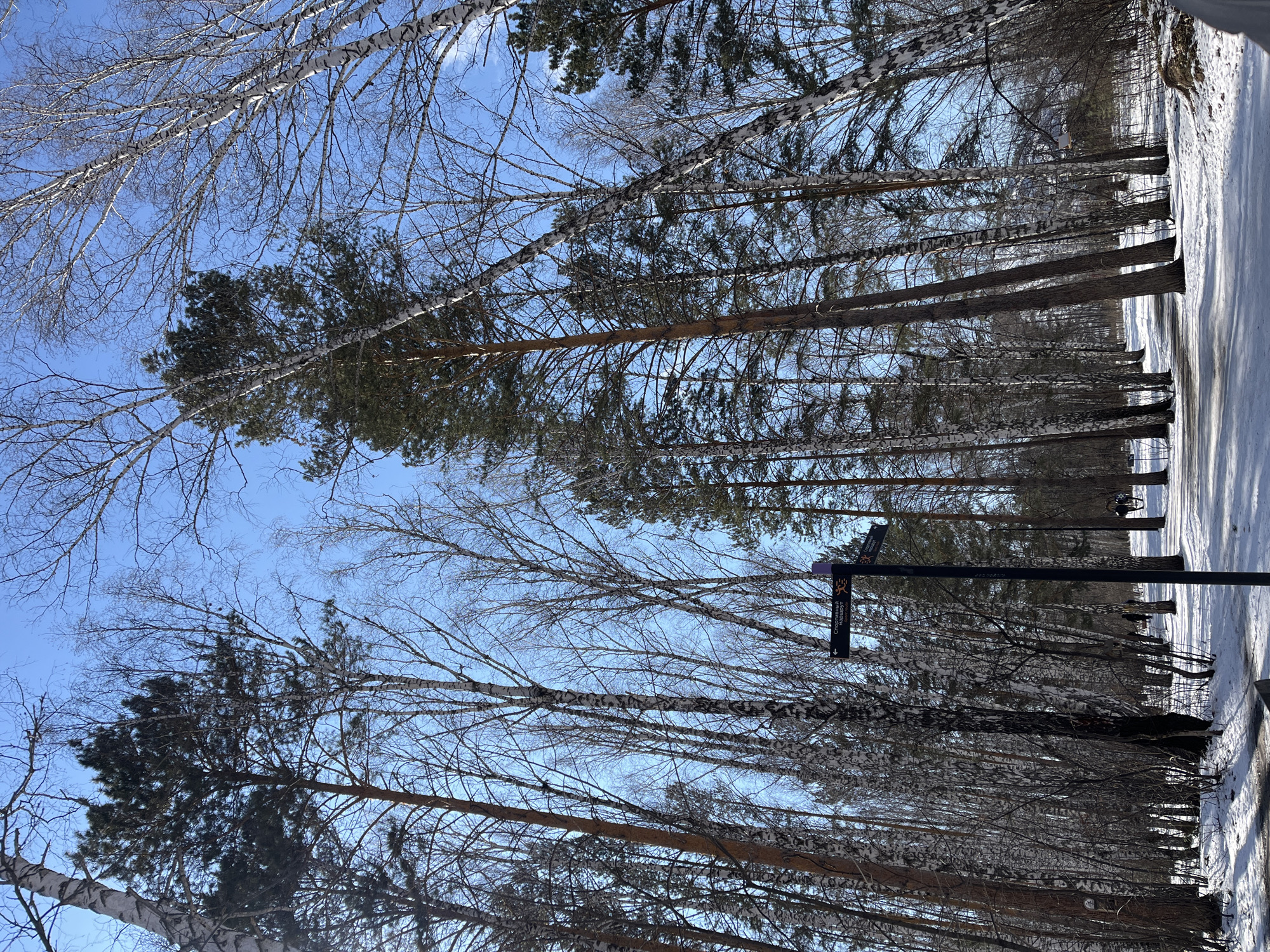 The image depicts a serene winter or early spring landscape within a park or forested area in Krasnoyarsk, Russia. Tall trees, predominantly birches with their distinctive white bark and various conifers (likely pines) with dark green needles, line a snow-covered path. Most deciduous trees are bare, their intricate branches reaching towards a clear, bright blue sky.
The ground is blanketed in white snow, with subtle shadows suggesting the sun is low in the sky, indicating either morning or late afternoon. A prominent black signpost stands on the right side of the frame. One directional sign on the post, pointing to the left, clearly displays the Cyrillic text "Спортивный маршрут" (Sporting route) accompanied by an arrow. Another sign points to the right, but its text is not legible.
No people are visible in the scene, conveying a sense of peaceful solitude. The crisp air and snow cover suggest cold weather conditions, typical for the region. The presence of a designated "Sporting route" indicates this is an area used for outdoor recreation, such as walking or skiing, even in winter. The overall impression is one of natural beauty and tranquility in a wintry woodland setting.