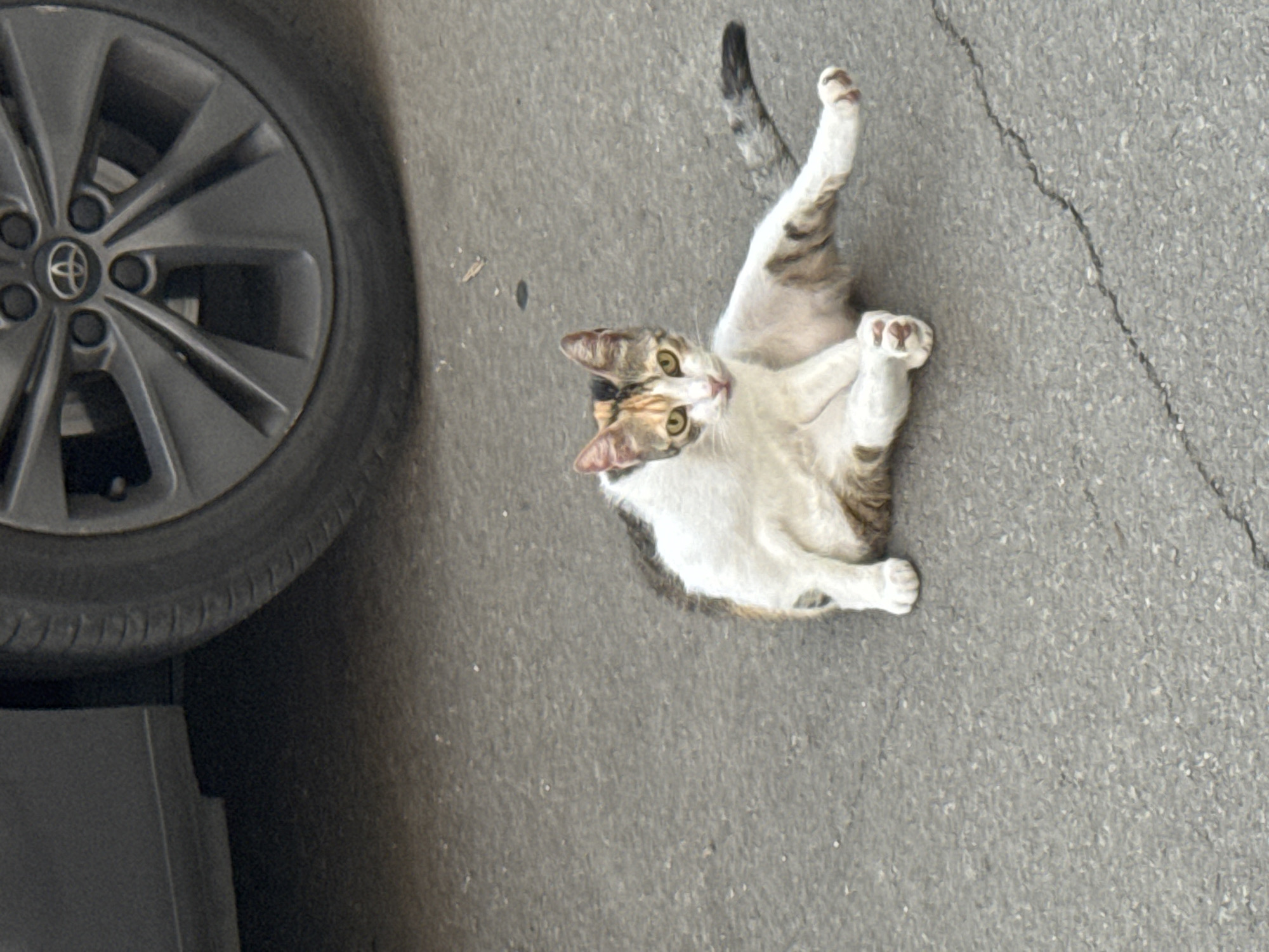A calico cat is sitting on asphalt next to a car tire in Trap, Montenegro. The cat is looking at the camera with yellow eyes and has patches of white, brown, and black fur. Its front paws are tucked in, and its back legs are extended. The car tire is dark gray and has a Toyota logo on the hubcap. The asphalt is cracked and appears to be a street or parking lot.