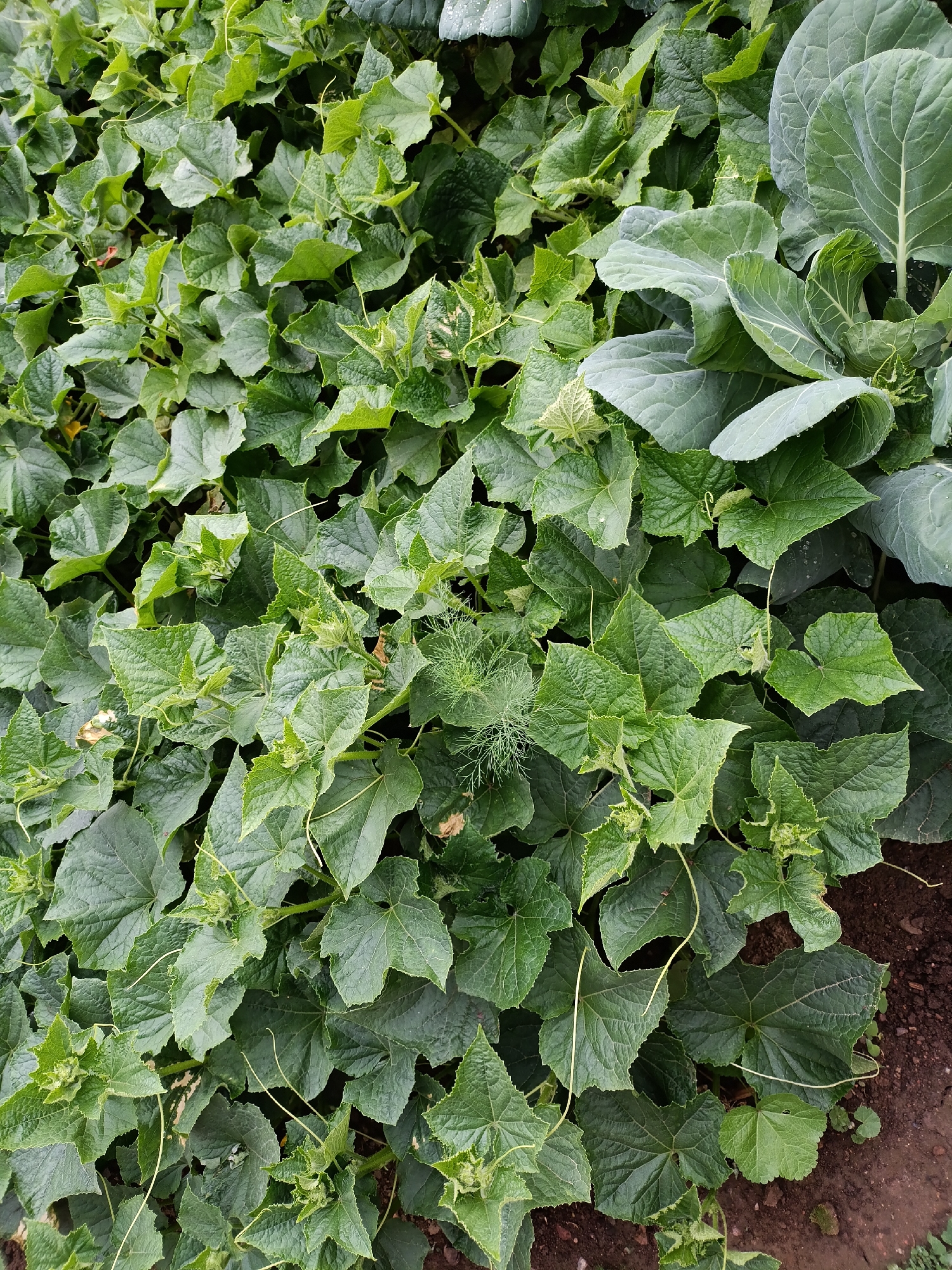 A high-angle, full-frame, outdoor, close-up shot captures a dense arrangement of green foliage, primarily consisting of cucumber plants. The leaves are a vibrant green, with some exhibiting a slightly lighter hue due to light exposure. Tendrils curl and extend across the leaves, indicating active growth. Interspersed within the cucumber plants are the large, muted green leaves of a cabbage plant, its veins prominently visible. The ground beneath the plants is visible in some areas, appearing as dark brown soil. The overall scene is a naturalistic depiction of a garden in Kyzyl Suu, Kyrgyzstan, with no people or animals present.