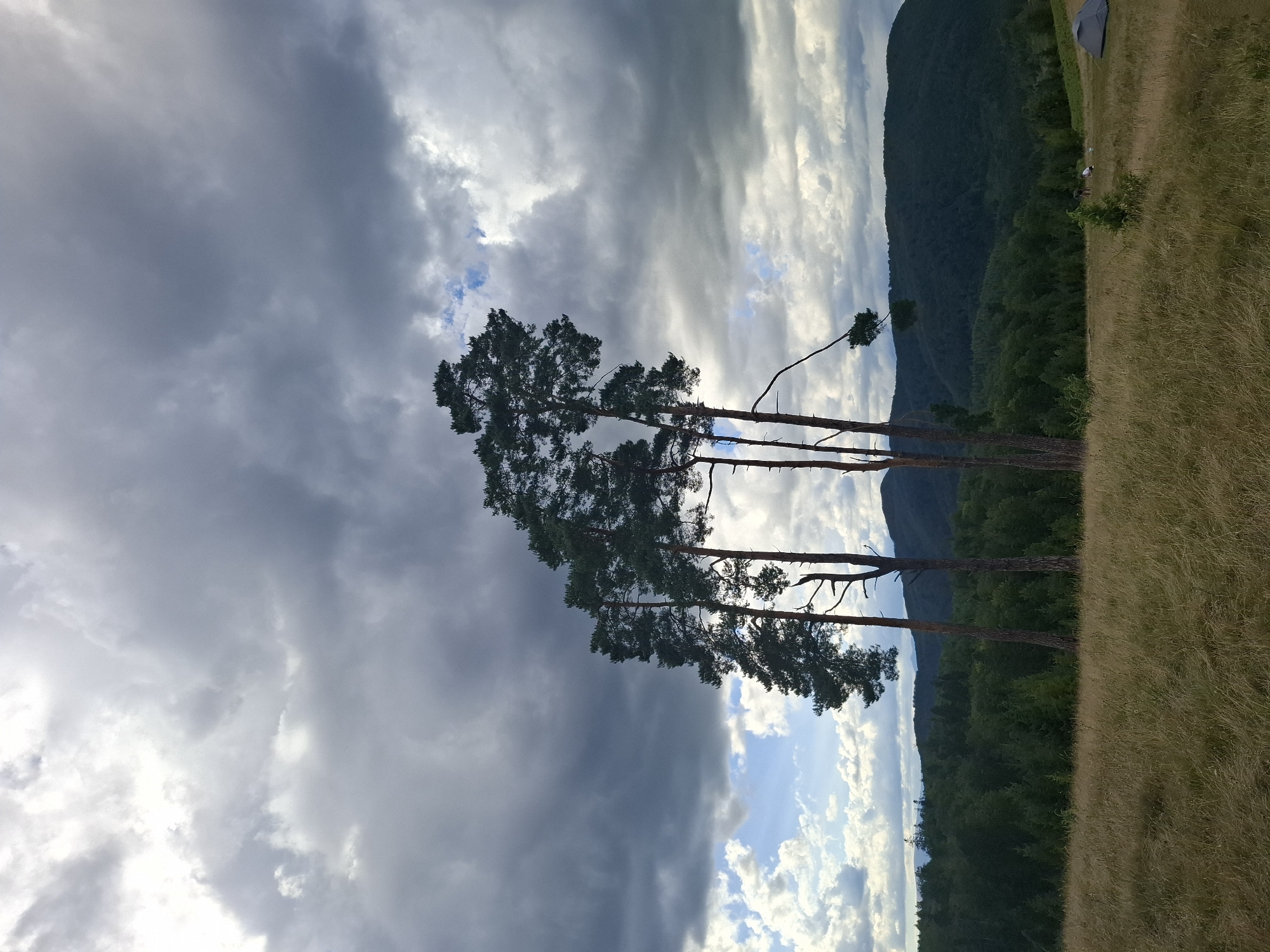 A serene, grassy meadow is occupied by a cluster of tall pine trees on the left side of the frame, their branches reaching towards a dramatically cloudy sky. The clouds are a mix of dark grays and lighter whites, with patches of blue sky visible between them. In the background, rolling hills covered in dense green forest form a picturesque landscape.
On the far right of the meadow, a small gray tent is pitched, and two figures are visible nearby. The overall impression is one of a tranquil, natural setting, possibly a popular spot for camping or hiking near Volovets, Ukraine. The grasses in the foreground are dry and golden, indicating a summer or early autumn season. The lighting suggests it may be late afternoon or early evening, with the sun attempting to break through the overcast sky. The scene captures the beauty of the Ukrainian Carpathians, characterized by lush forests, open meadows, and imposing mountain ranges.