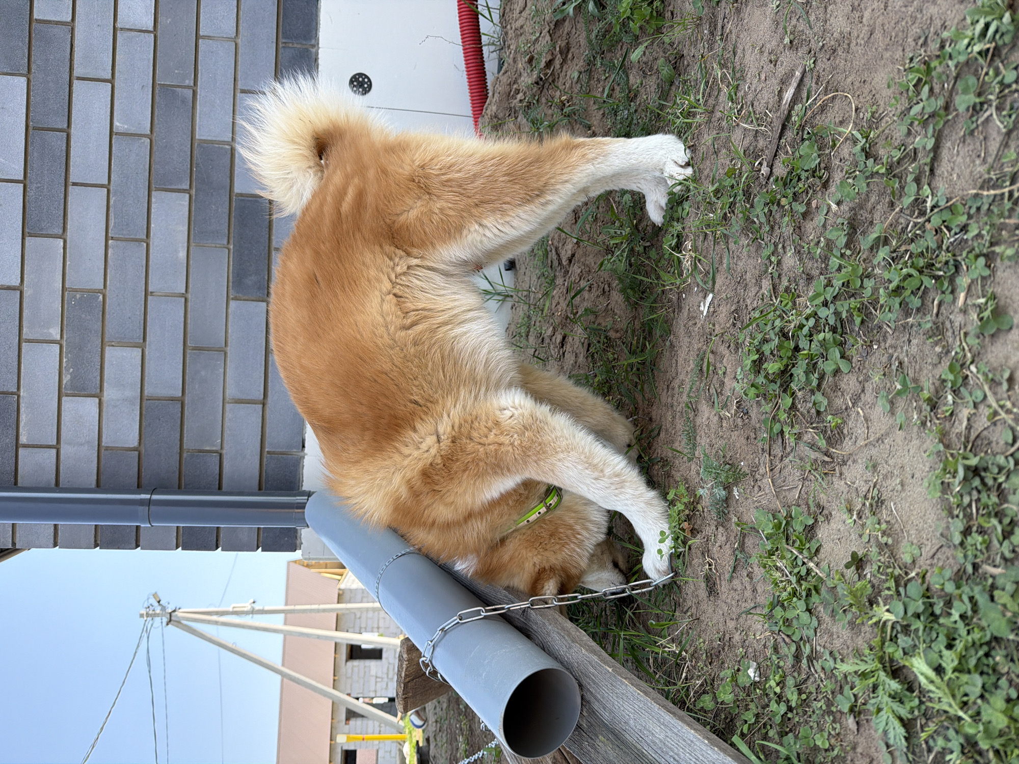 A large, light brown and white Akita dog is contorted in a yard. Its front paws are on the dirt ground with green vegetation, and it wears a green collar and a silver chain leash. The dog's tail is near a gray brick wall. Beside the dog is a gray PVC pipe lying on a weathered wooden fence. A partially constructed building is visible in the background under a blue sky, along with power lines and poles. Based on previous context, the location is Chaikovsky, Russia.