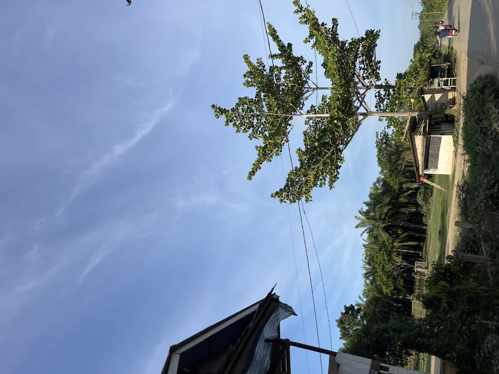 This image depicts a street scene in Alurcucur, Indonesia, under a bright, partly cloudy sky. In the foreground, a weathered structure with a corrugated metal roof and torn tarp is visible on the left. A large tree with dense green foliage dominates the center of the frame, its branches extending across power lines. To the right of the tree, two small, simple structures with thatched roofs stand next to a dirt road. A few motorcycles are seen on the road in the distance, one with two riders, heading away from the camera. The background features a dense line of palm trees, suggesting a tropical or subtropical environment. The overall impression is of a rural or semi-rural area in Indonesia.