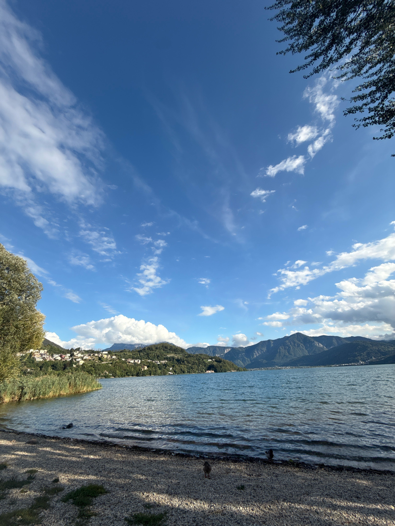 The image depicts a serene lakeside scene in Pergine Valsugana, Italy, under a bright blue sky dotted with white clouds. The foreground features a pebble beach with a few scattered small plants. The lake's surface is calm with gentle ripples, reflecting the sky and the surrounding landscape. On the left side of the frame, tall reeds and lush green trees line the water's edge. Across the lake, a town with white and colored buildings is nestled on a hillside, backed by rolling green hills and majestic mountains in the distance. The overall atmosphere is peaceful and idyllic.