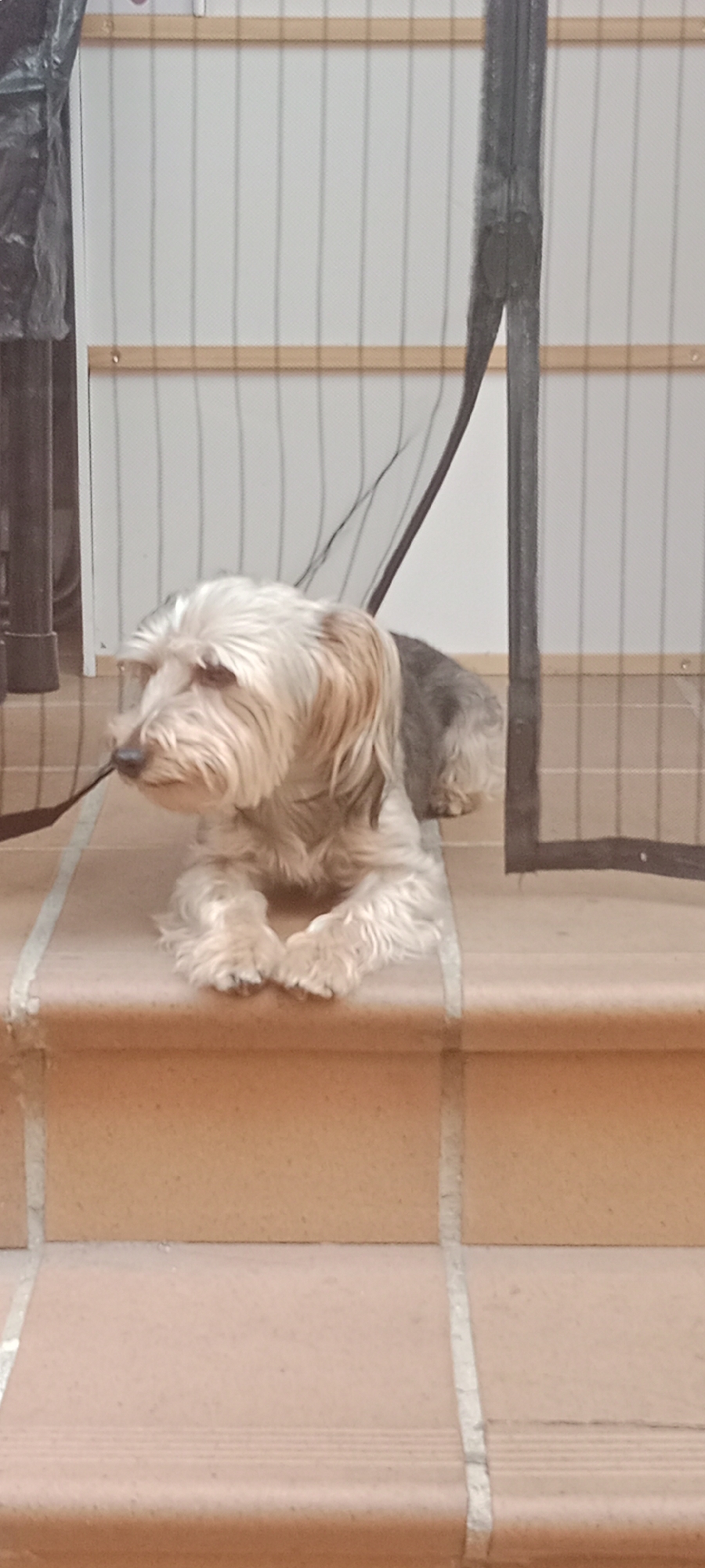 A medium shot shows a small, light-colored dog with long, shaggy fur lying down on terracotta tiled steps. The dog is facing left, with its head turned slightly away from the camera, and its paws are tucked underneath its chest. The dog's fur is a mix of white, tan, and gray. Behind the dog, a white wall with horizontal wooden slats is visible, along with a black mesh screen. The scene appears to be outdoors, possibly on a patio or balcony, given the tiled steps and the presence of a mesh screen that could be a pet gate or mosquito net. The setting is a residential exterior. The lighting is moderate, suggesting it could be daytime. The image does not provide any specific clues to determine the exact location in Galapagar, Spain.