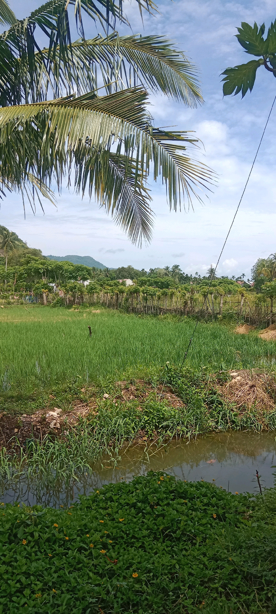 The image depicts a rural landscape in Pashiebeutong, Indonesia, likely during the daytime under a partly cloudy sky. In the foreground, a narrow body of murky water is bordered by dense green foliage dotted with small yellow flowers. Beyond this, a vibrant green field, possibly a rice paddy, stretches into the midground. A thin, dark stick-like object emerges from the field, its purpose unclear. A rustic wooden fence runs horizontally across the midground, separating the field from a row of green trees and other vegetation. In the distance, rolling hills are visible, some covered with trees. A power line extends diagonally from the upper right corner of the image. Palm fronds hang into the frame from the top left, suggesting the presence of palm trees in the immediate vicinity. The scene is tranquil and indicative of agricultural land.