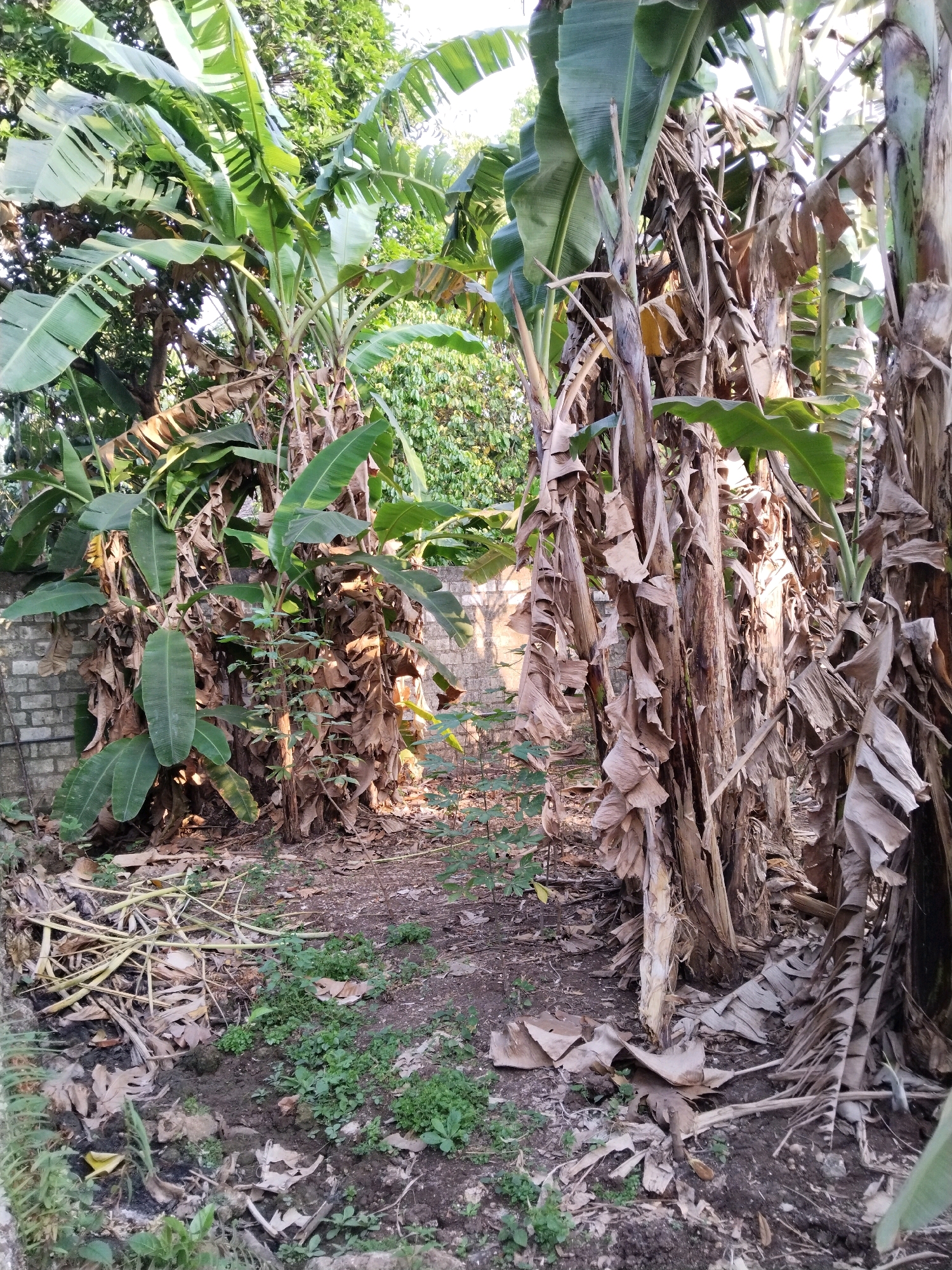 The image depicts a cluster of banana trees with dried leaves and foliage, set against a backdrop of a brick wall and lush green trees. The ground is covered with fallen leaves, twigs, and sparse vegetation, indicating an outdoor environment. The scene is likely located in Semanding, Indonesia, given the context. There are no people visible in the image. The overall impression is one of a natural, somewhat unkempt area within a residential or rural setting.