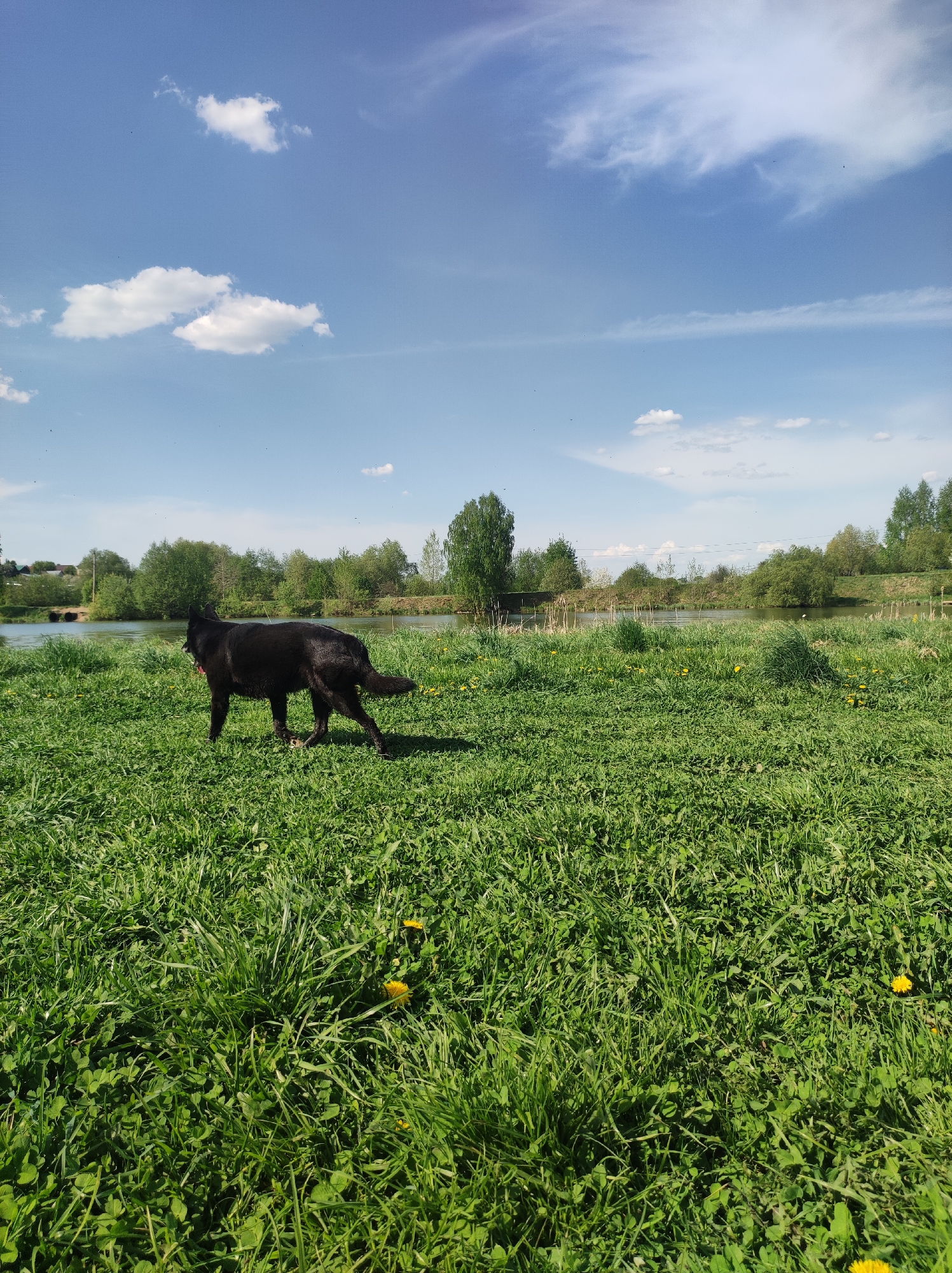 The image depicts a black dog standing in a grassy field on a sunny day in Фоки, Russia. The sky is blue with scattered white clouds. A body of water is visible in the background, bordered by trees and vegetation. The field contains green grass and yellow dandelions.