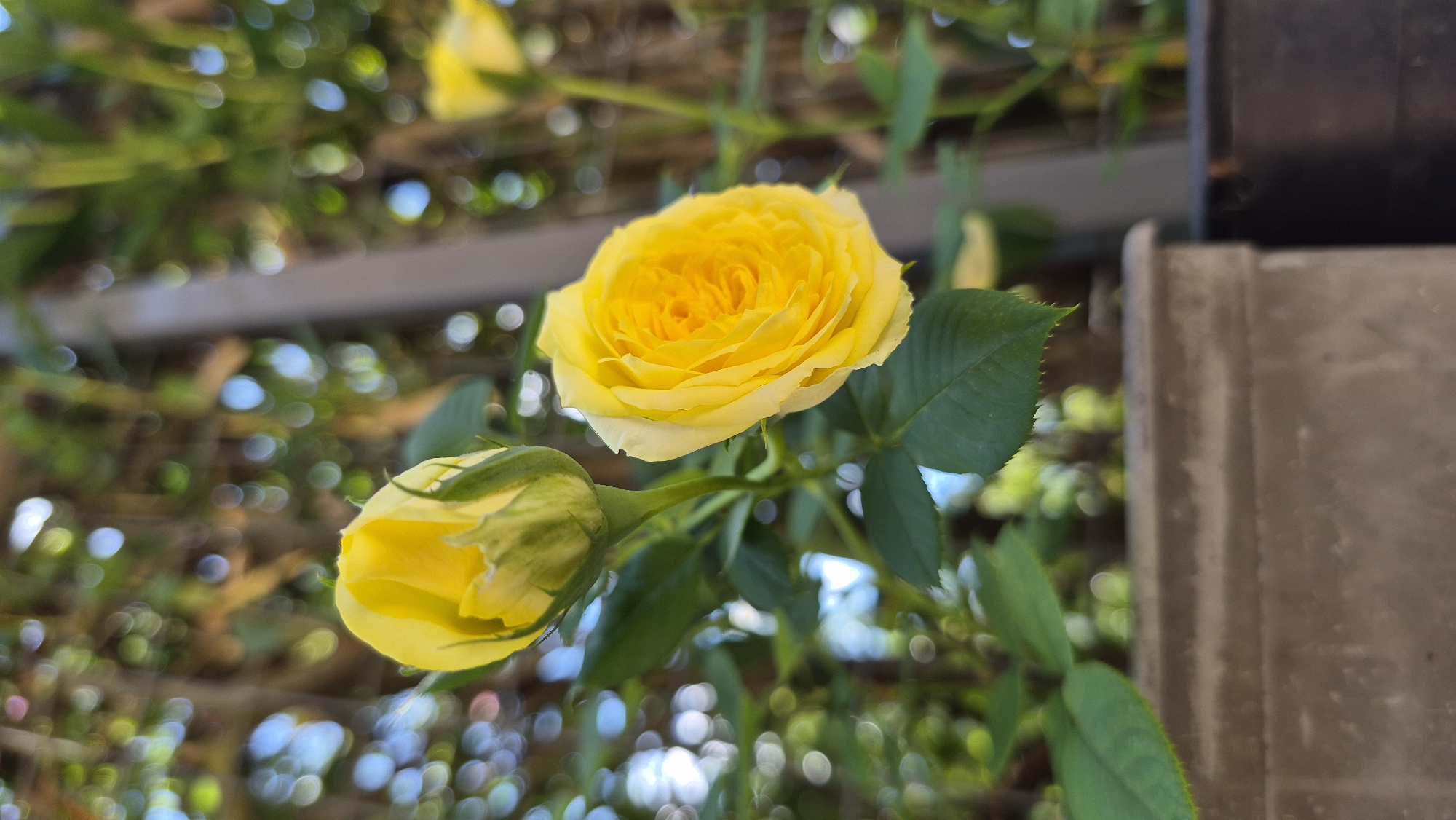 A macro shot focuses on two yellow roses in bloom, with a third, less defined yellow rose visible in the background. The rose in the foreground is fully open, showcasing its intricate petal structure. To its left and slightly behind, a second rose is partially open, its bud not yet fully unfurled. Both roses are supported by green stems and surrounded by dark green leaves. The background is blurred, creating a bokeh effect with circles of light and muted green foliage, suggesting an outdoor setting possibly in a garden or park. In the lower portion of the image, the edge of a textured, light brown planter is visible, along with a darker planter to its right. The lighting suggests it is daytime, with sunlight filtering through the leaves.