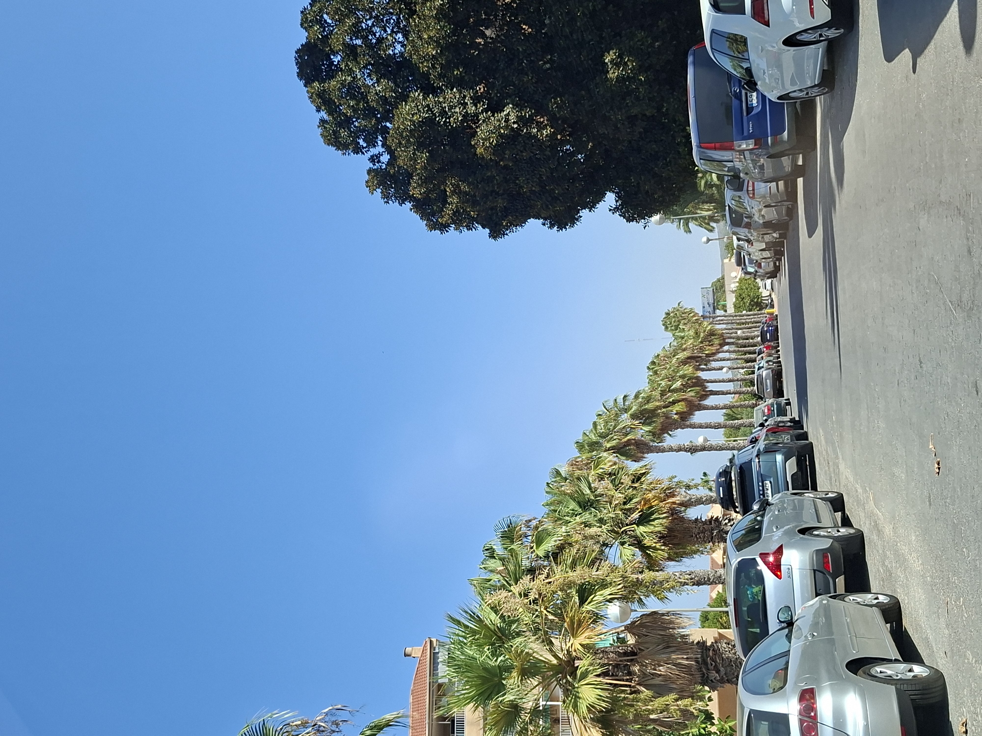 The image depicts a street scene in Guardamar del Segura, Spain, lined with palm trees and parked cars under a clear blue sky. On the left side of the street, a building with a tiled roof and balconies is visible behind a row of lush green palm trees. The street itself is paved, and several cars are parked along the right side. These include a silver hatchback in the foreground, followed by a silver SUV, a blue van, and a white hatchback further down the line. A dark green, large tree with dense foliage dominates the right side of the frame. The overall environment suggests a sunny day in a Mediterranean coastal town.
