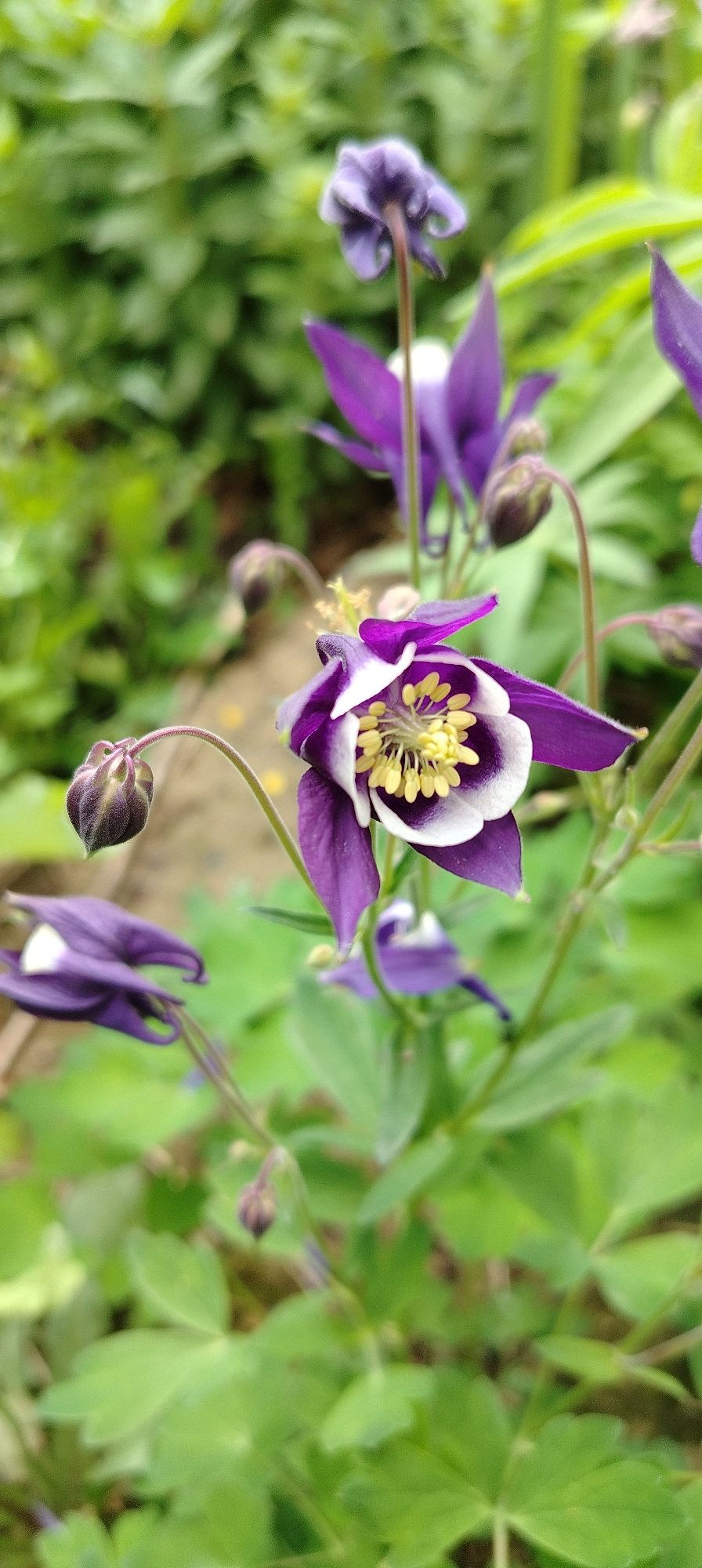 A close-up, ground-level shot shows purple and white Columbine flowers blooming among green foliage in what appears to be a garden. The central flower, in focus, is a deep purple with a white edge and a cluster of yellow stamens. Several other flowers, some fully open and some still budding, are visible in the background. The environment is natural, suggesting a garden or wild growth setting. The location, Зипуново, Russia, is mentioned, but there are no distinguishing landmarks or signs to confirm the location visually.