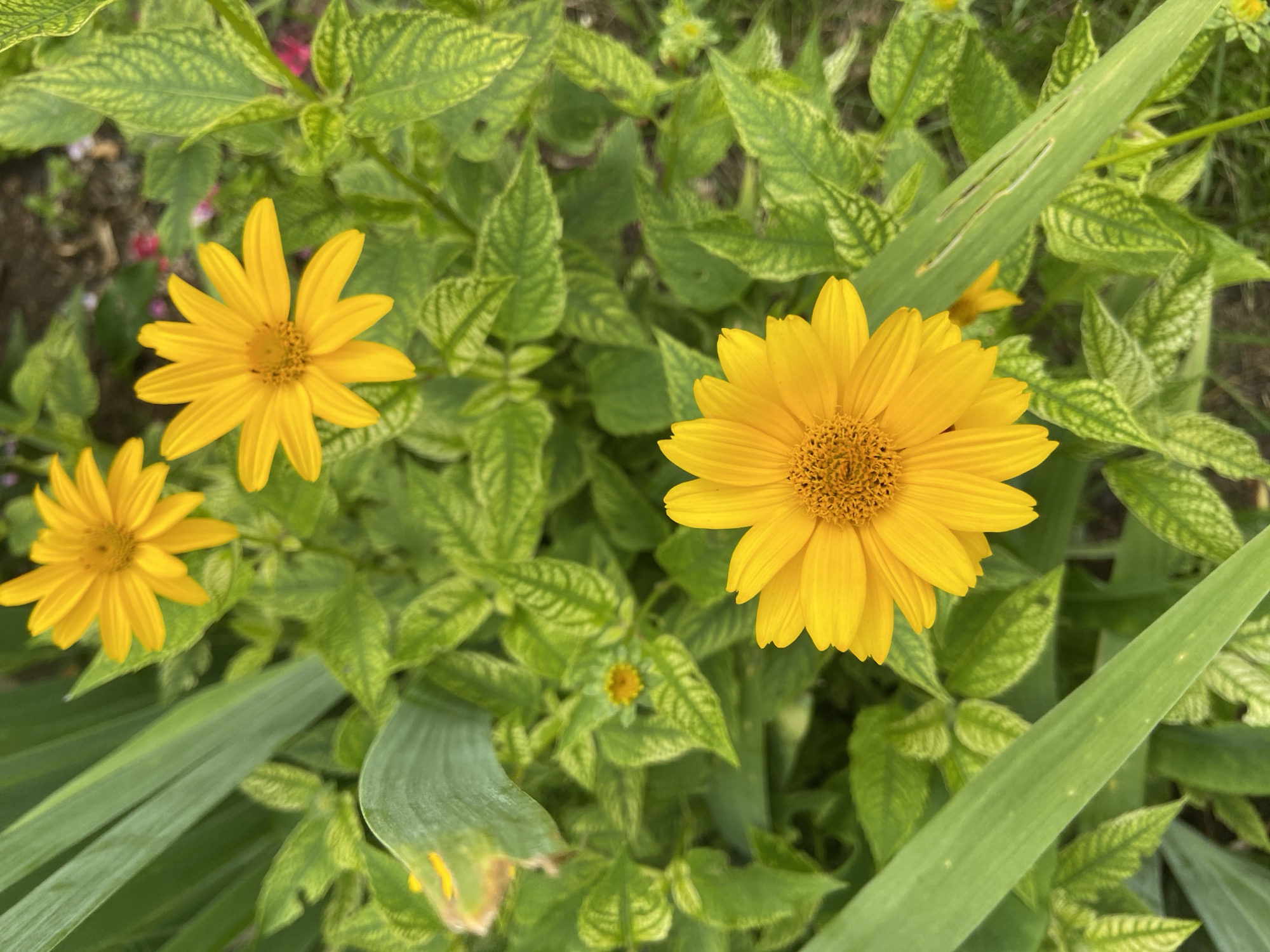 This is a close-up, top-down outdoor shot of several bright yellow flowers, likely in a garden setting in Зимородок Днп, Russia. The flowers are the dominant subject, with their petals unfurling outwards from a central, textured yellow-brown disc. The foliage surrounding the flowers is a vibrant green, with some leaves exhibiting a lighter, almost variegated pattern. The background is softly blurred, suggesting a shallow depth of field, and hints at the dark soil and possibly other indistinct colorful elements, such as hints of pink flowers, indicating a natural environment. The lighting appears to be natural daylight, casting gentle shadows and highlighting the textures of the petals and leaves. No people or animals are visible in the frame.