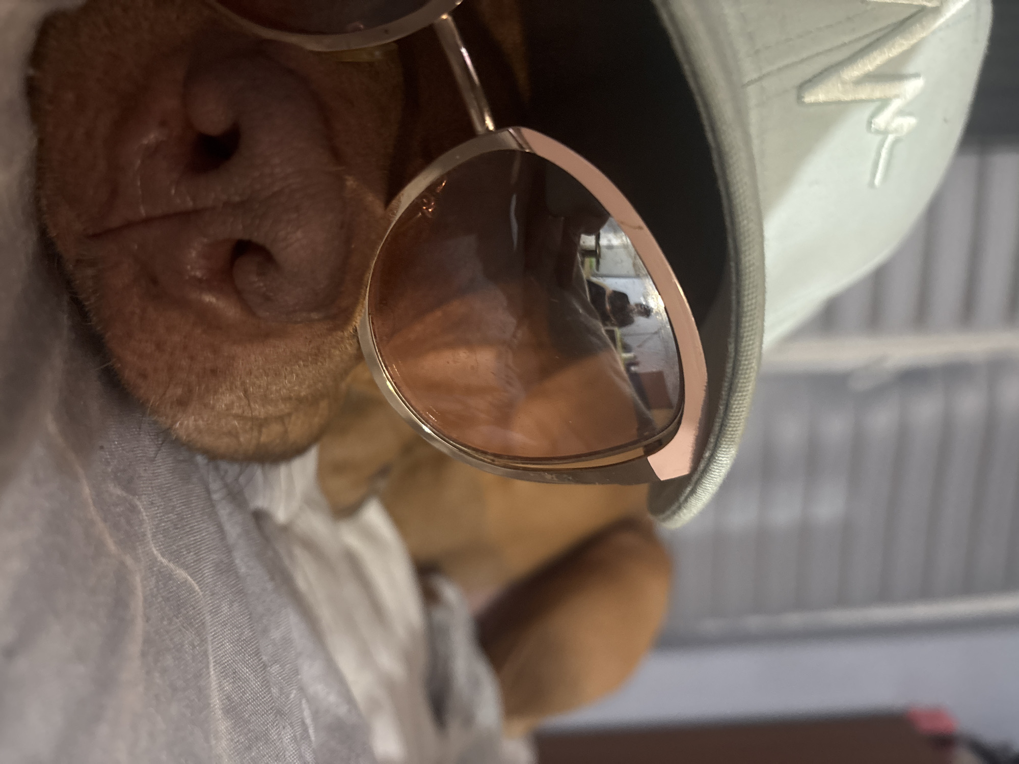 The image shows a close-up of a dog's face. The dog is wearing sunglasses and a baseball cap with a "NY" logo. The dog's nose is prominent, and its fur is visible. The background is blurry, but it appears to be an interior space.
I cannot determine the location of Sofia, Bulgaria from this image.