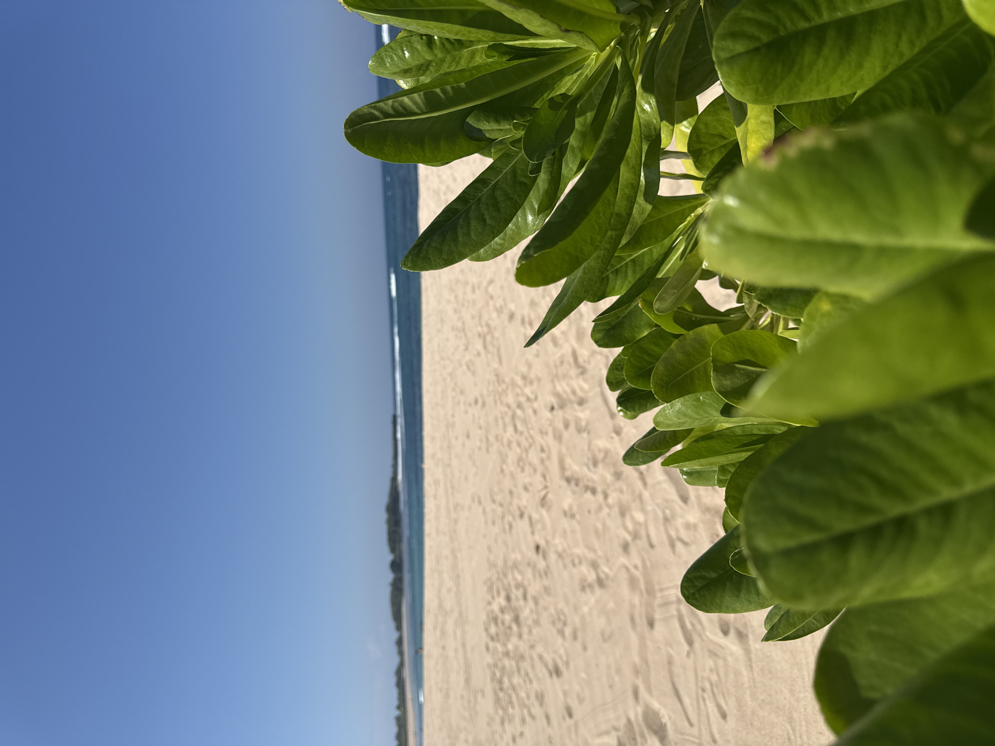 A sunlit tropical beach scene in Kuta Selatan, Indonesia, is captured in a vertical photograph. The foreground is dominated by vibrant green, broad-leafed vegetation, some of which is out of focus. Beyond the foliage, a wide expanse of light-colored sand stretches towards the ocean. The sand shows subtle footprints, indicating recent human activity. The ocean in the middle ground is a deep blue, with gentle white-capped waves rolling towards the shore. A distant, hazy landmass with trees is visible along the horizon, separating the sea from the clear, bright blue sky that fills the upper portion of the image. The overall impression is one of tranquility and natural beauty.