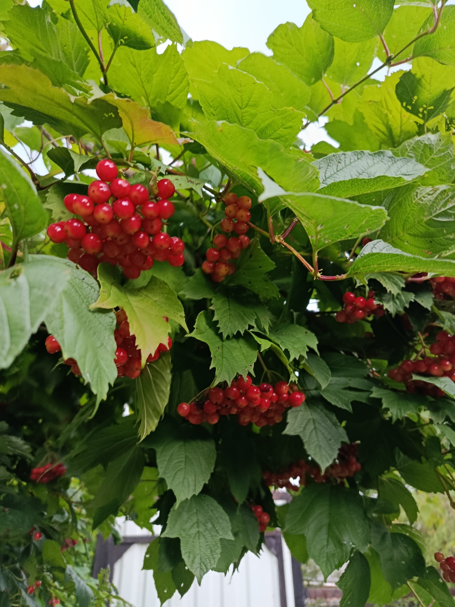 A close-up, eye-level shot captures a cluster of ripe, bright red berries on a bush with vibrant green leaves. The berries are round and grow in bunches, with some clusters densely packed and others more sparse. The leaves are broad and textured, with visible veins and some appearing slightly wilted or torn. The background is a mix of soft greens and blurred white shapes, suggesting foliage and possibly a building. The lighting is natural and diffused, indicating an outdoor setting. The specific location of this image is in the city of Veriya, Russia, as indicated by the provided context. There are no people or animals visible in the frame, nor any discernible actions or interactions. The overall scene is focused on the natural elements of the plant and its fruit.