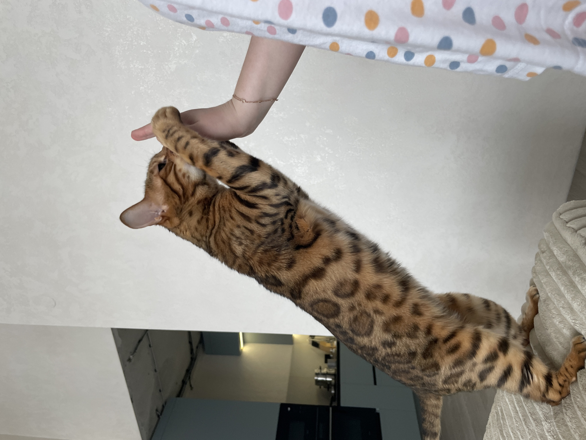 A Bengal cat with distinctive spotted and striped golden-brown fur stretches upwards, engaging in an interaction with a human hand. The cat's front paws reach towards an extended human index finger, suggesting a playful or affectionate moment. A delicate, thin bracelet is visible on the human's forearm. The person is partially visible at the top of the frame, wearing a white garment adorned with pink, blue, and orange polka dots.
The indoor setting appears to be a domestic environment, specifically in Izhevsk, Russia. The background primarily consists of a plain light-colored wall or ceiling. In the lower left, a dark, reflective surface, possibly furniture or an appliance, is visible, along with some exposed wires or pipes. On the right, a light-colored, textured upholstered item, likely a sofa or cushion, provides a surface for the cat's back paws as it extends its body. The image is taken from a low angle, emphasizing the upward stretch of the cat and the human-animal interaction. There is no visible text.