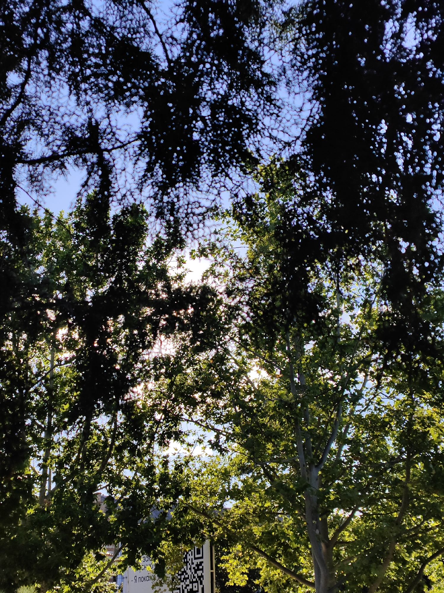 A low-angle, vertical shot captures the canopy of trees against a bright blue sky. The sun is partially obscured by the leaves, creating a dappled light effect and lens flare. The foliage varies in density, with some areas appearing dark and silhouetted, while others are illuminated by the sunlight. In the lower right portion of the frame, a QR code is visible on a white sign, accompanied by some Russian text. The background shows glimpses of buildings and structures beneath the dense tree cover. The overall impression is of a sunny day in a park or tree-lined area.