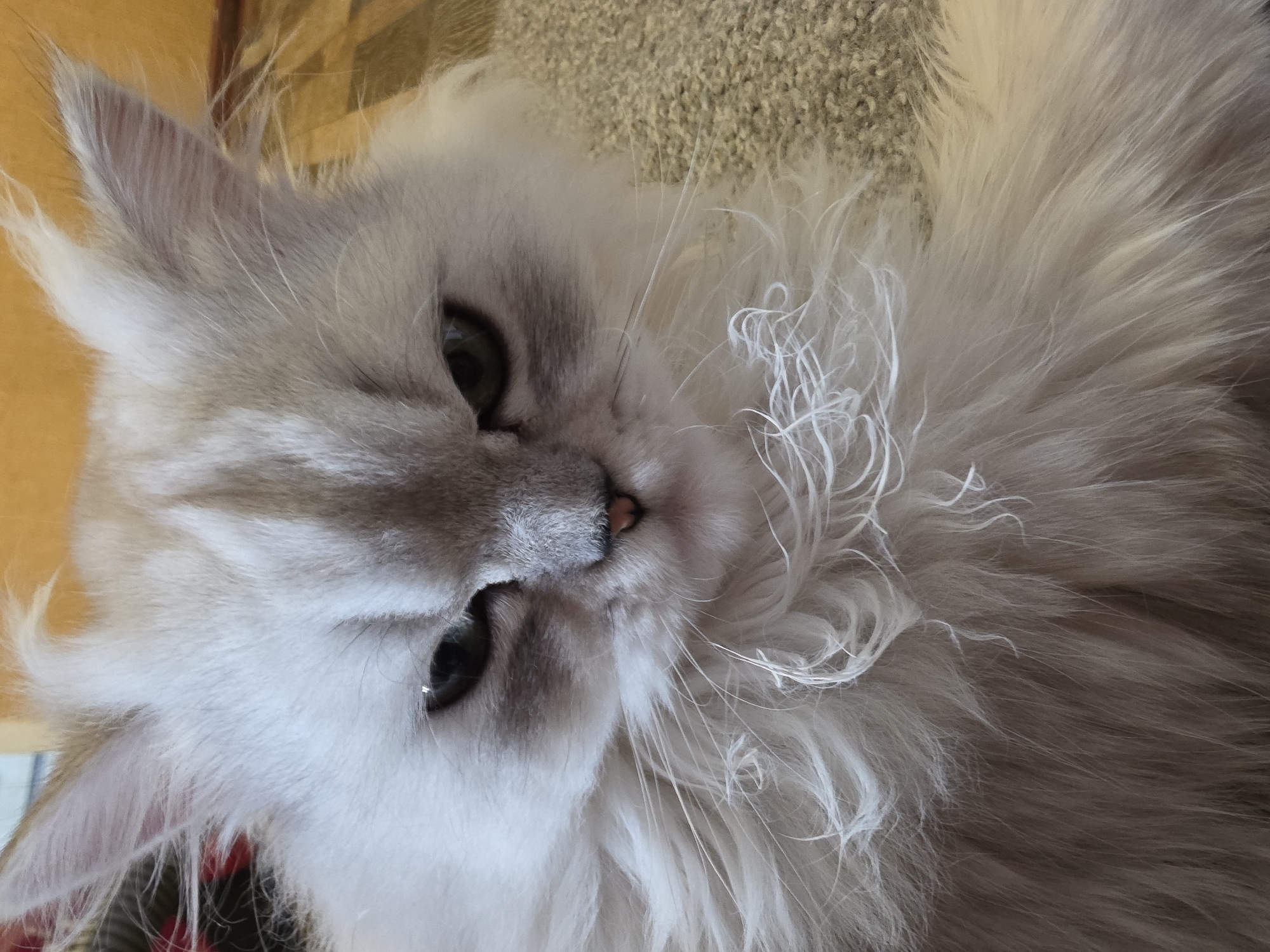 This media file is a close-up, head-and-shoulders shot of a fluffy, light-colored cat. The cat is lying down, with its head tilted. Its fur is a mix of white and light grey, with darker grey markings around its eyes and ears. The cat has large, dark eyes and a pink nose. Some of its whiskers are prominent, and a few appear curly.
The background is out of focus, but appears to be a textured surface, possibly a carpet or rug, in a neutral beige color. To the left of the cat, a yellow surface with subtle patterns is visible, suggesting it might be resting on a piece of furniture or a blanket. The lighting suggests it is daytime, and no specific weather conditions can be determined. The cat's expression is relaxed, perhaps even sleepy or content. There is no visible text in the image. The location context provided is Novocheboksarsk, Russia, but there are no specific visual cues within the image to confirm this.