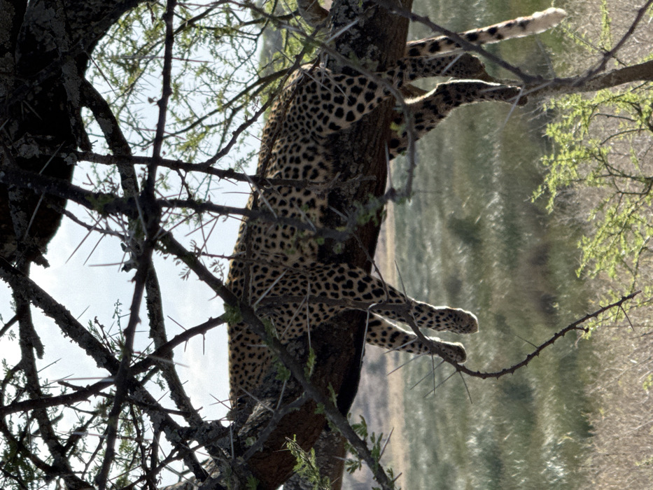 A leopard is observed resting horizontally on a thick, gnarled tree branch in an open savanna environment, presumably in Sinoni, Tanzania. The animal's spotted coat is clearly visible, with its front and hind legs dangling loosely on either side of the branch. Its head is turned away or obscured by the branch and foliage. The tree features numerous thorny, thinner branches in the foreground and surrounding the leopard, partially framing the view. The background consists of expansive, dry-looking grassy plains under a partly cloudy sky, with a visible horizon line in the distance. The lighting suggests late afternoon or early morning, with some backlight highlighting the leopard's underside and the edges of the branches. No other animals or human subjects are present in the immediate vicinity.