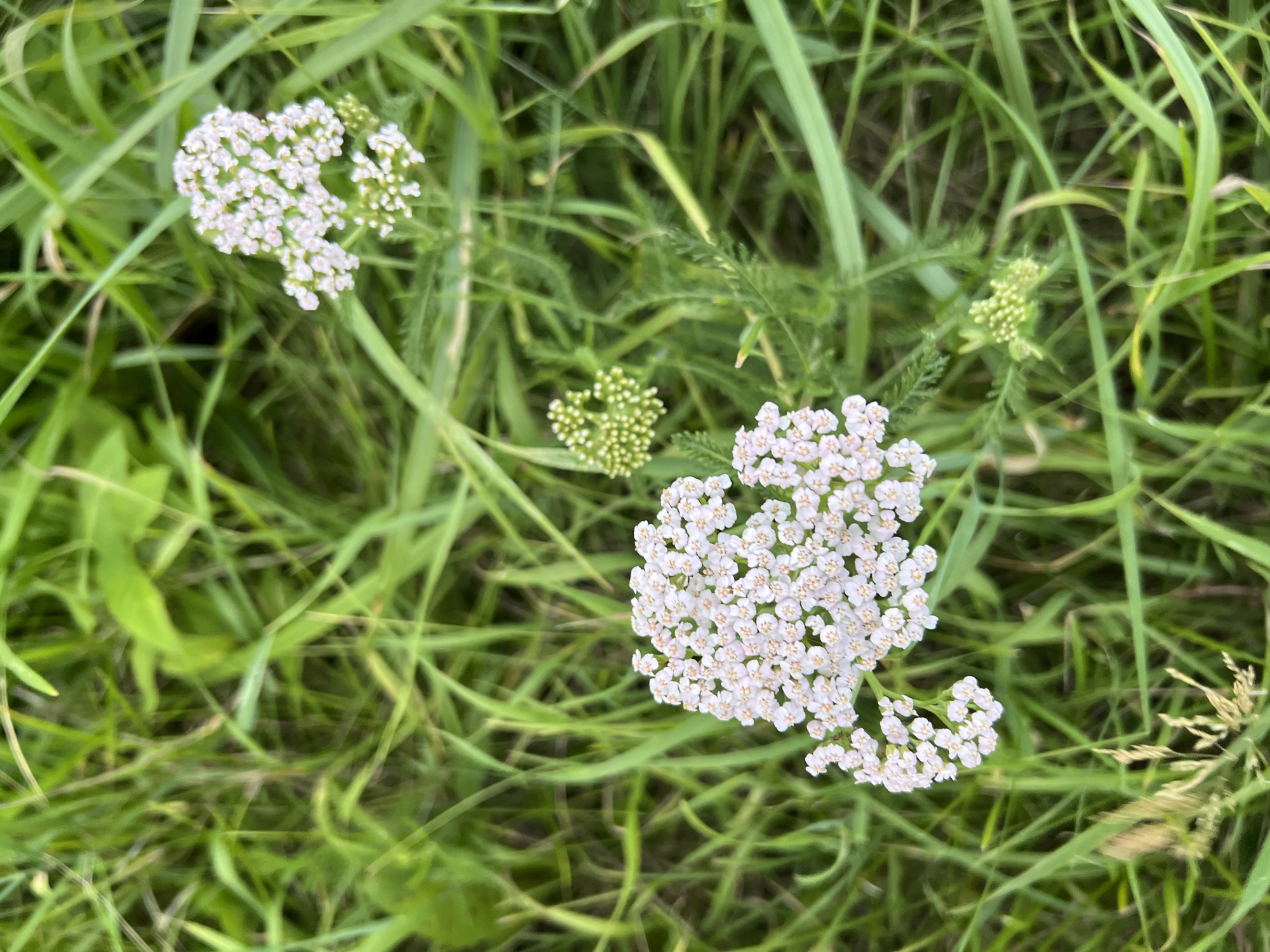 The image shows a close-up, overhead view of yarrow flowers (Achillea millefolium) growing amidst green grass. Two prominent clusters of small, white, daisy-like flowers are visible, one in the lower left quadrant and another in the upper right quadrant of the frame. Surrounding these are numerous green grass blades, some blurred due to shallow depth of field, creating a natural, wild environment. The overall impression is one of a summer meadow or field. The location is specified as Калодзежскі сельскі Савет, Belarus.