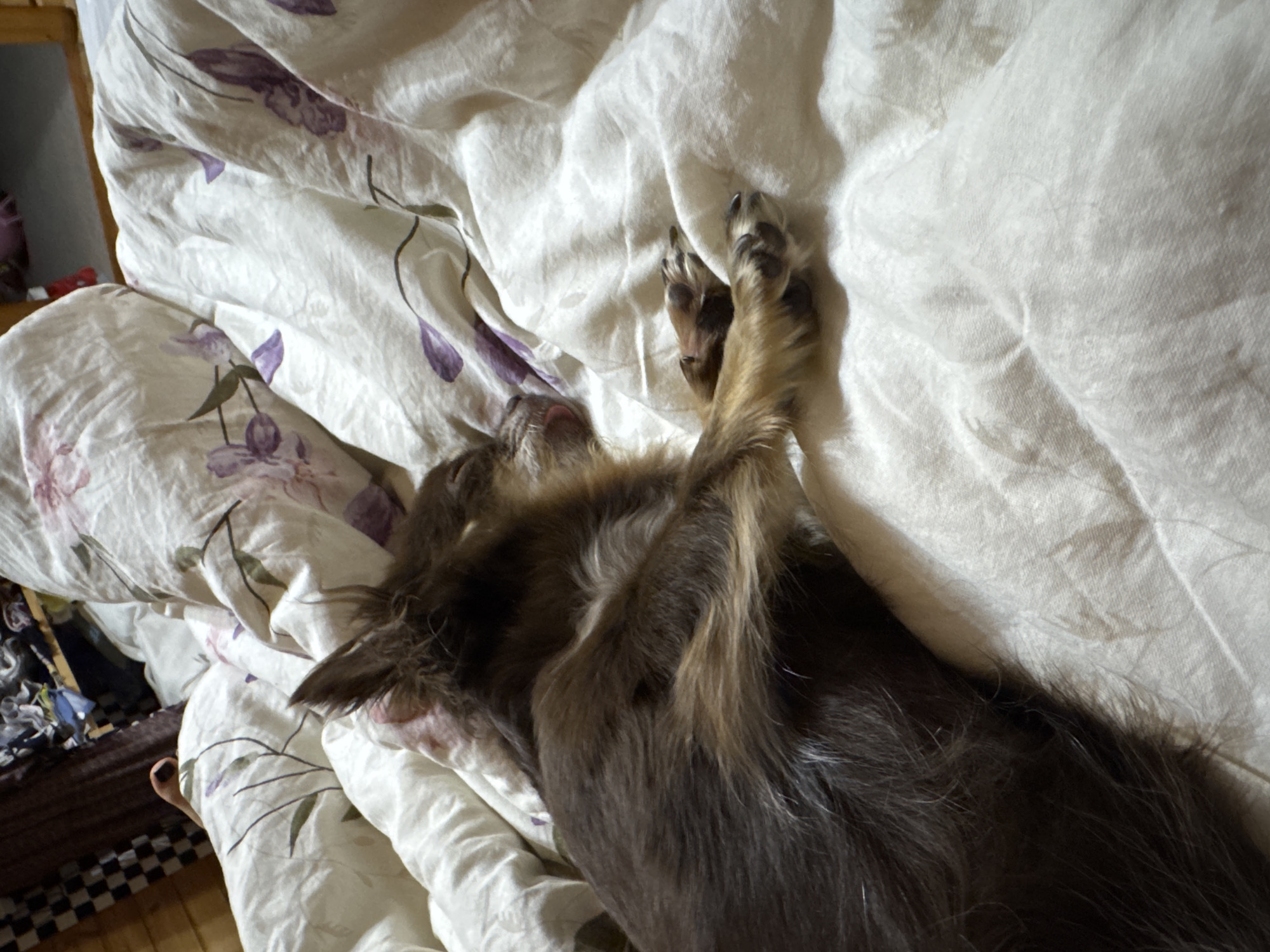 The image depicts a dog resting on a bed with floral patterned sheets. The dog is lying on its back, with its paws raised in the air. The bedding is white with purple flowers and green leaves. The scene appears to be indoors, possibly a bedroom. The lighting suggests it could be daytime, though no specific time can be determined. The dog's relaxed posture and closed eyes indicate it is sleeping or resting comfortably. There is no visible text in the image. The context provided places the location as Старое Михайловское, Russia.