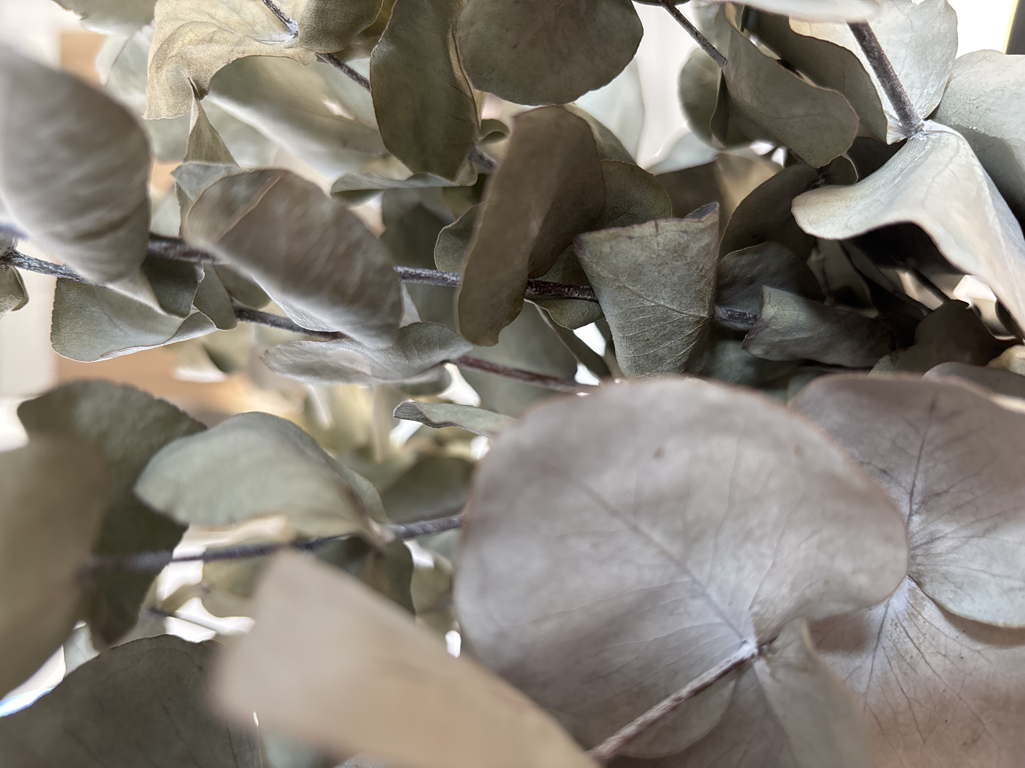 The image shows a close-up of dried eucalyptus branches with their characteristic oval-shaped leaves. The leaves are a muted green and beige color, with visible veins. Some leaves are curled, while others are flatter. The branches are thin and dark brown. The background is out of focus, appearing as a soft blur of warm tones, suggesting an indoor setting. There are no people or other living beings visible in the image. The scene is static and appears to be a still life composition. There is no information in the image to indicate a location in Razdolnoye, Russia.