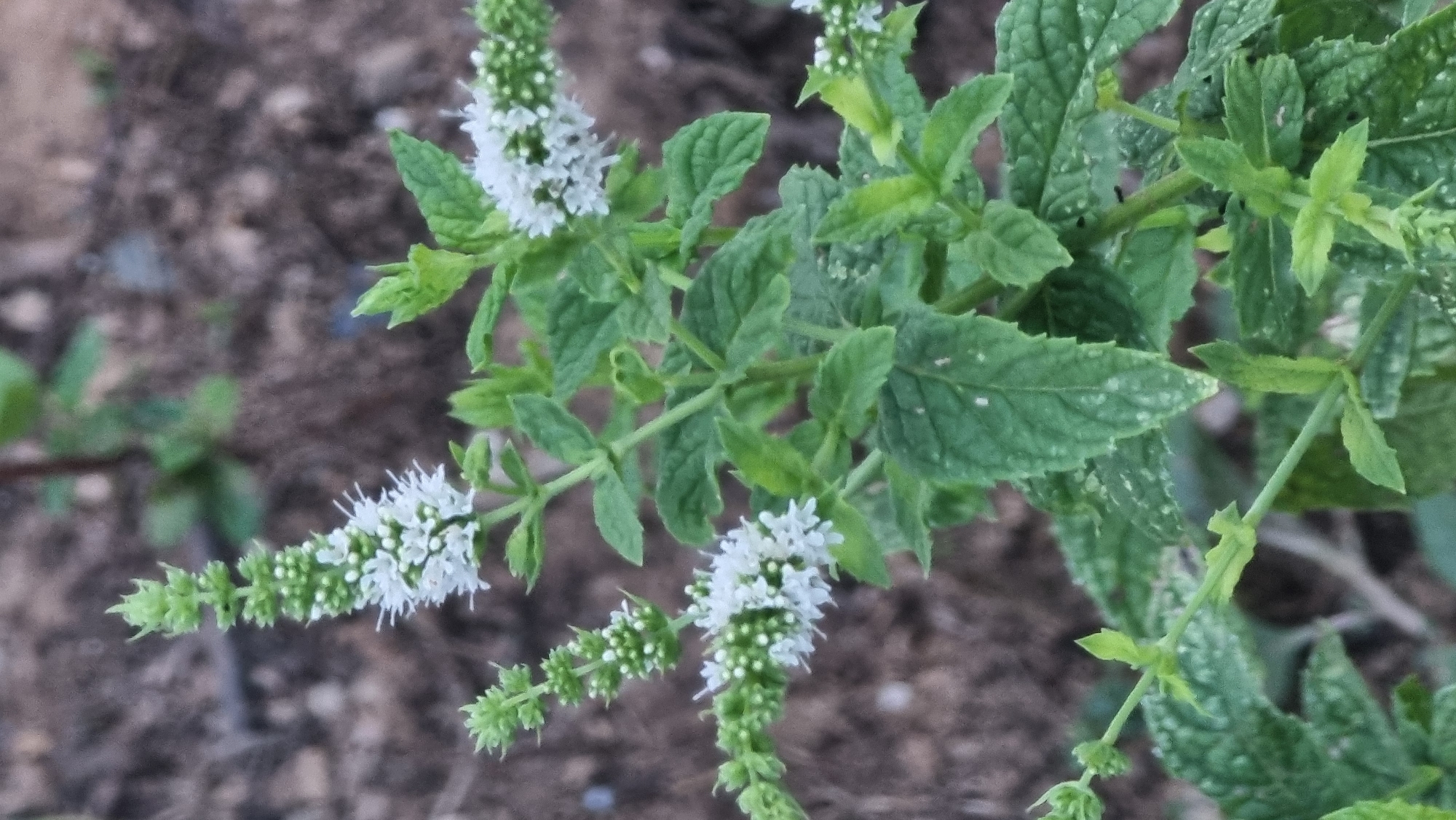 In the city of Sant Joan Les Fonts, Spain, a close-up, eye-level shot captures a sprig of mint plants with delicate white flowers and green leaves. The background is a blurred mix of soil and vegetation, suggesting an outdoor setting. The mint plant features spiky white flower clusters and serrated green leaves with a slightly textured surface. The lighting is natural, casting soft shadows and highlighting the details of the plant.