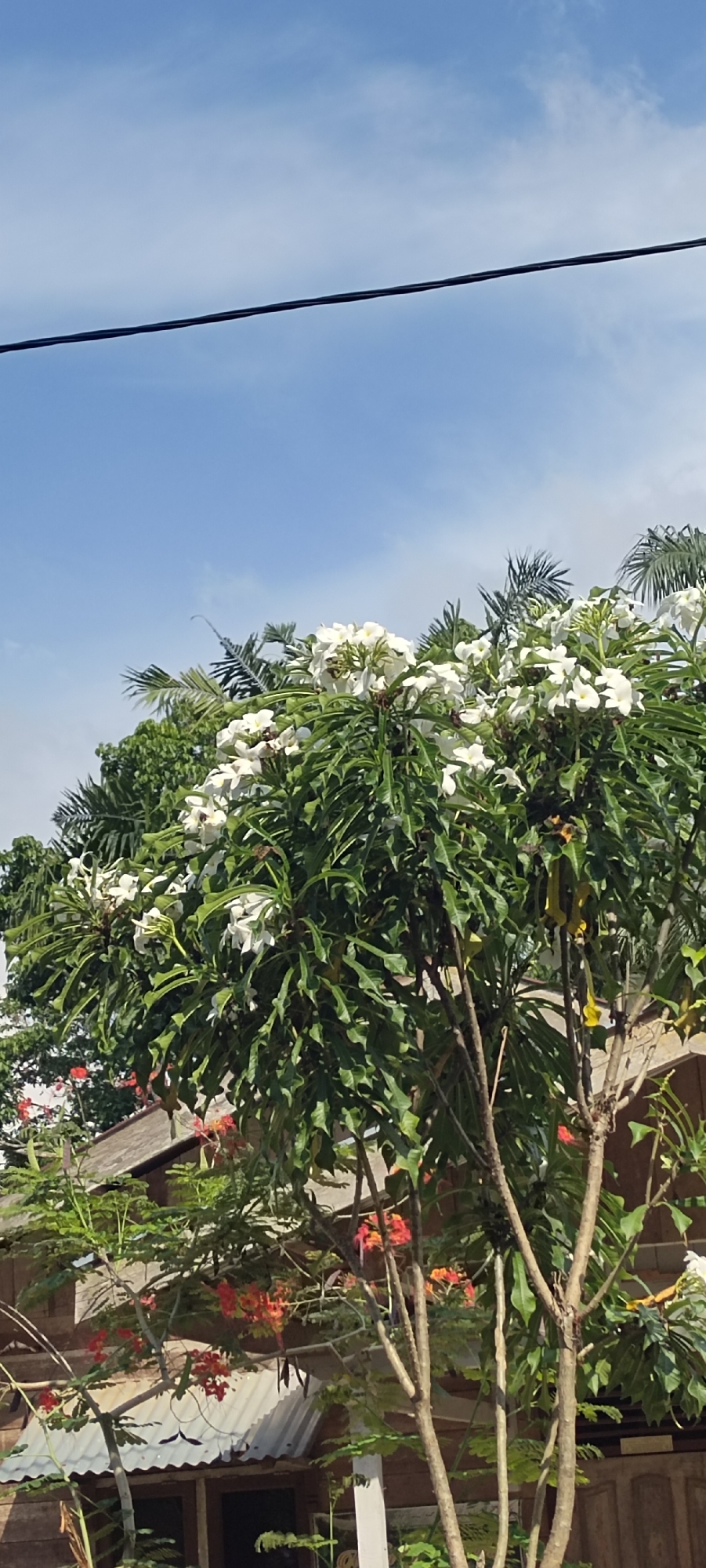 A wide shot captures the lush canopy of trees and flowering plants under a bright blue sky with scattered clouds. In the foreground, a tree with dense green foliage is adorned with clusters of white flowers. To the left and behind this tree, more greenery is visible, including palm fronds and a tree with vibrant orange flowers. The background reveals a portion of a rustic wooden structure with a corrugated metal roof, suggestive of a building in a rural or semi-rural setting. A thin black wire is stretched across the upper portion of the sky. The scene appears to be an outdoor area in Kilometer Delapan, Indonesia, likely a garden or yard with ample vegetation.