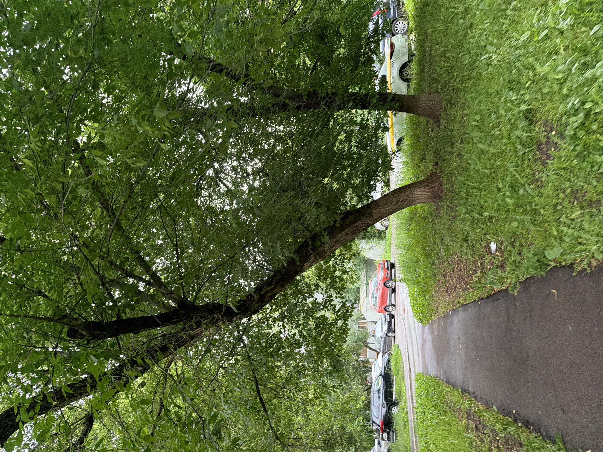 A wet, gray asphalt pathway leads towards a line of parked cars under the shade of large, leafy green trees in a residential area of Moscow, Russia. The pathway is bordered by lush, tall green grass on either side. Several cars are visible, including a black SUV, a dark gray sedan, a bright red compact SUV, and a white vehicle with yellow accents, possibly a taxi. In the background, buildings and more greenery can be seen. The scene appears to be a typical urban street or residential courtyard, likely on a cloudy or overcast day, as indicated by the wet surfaces and soft lighting.