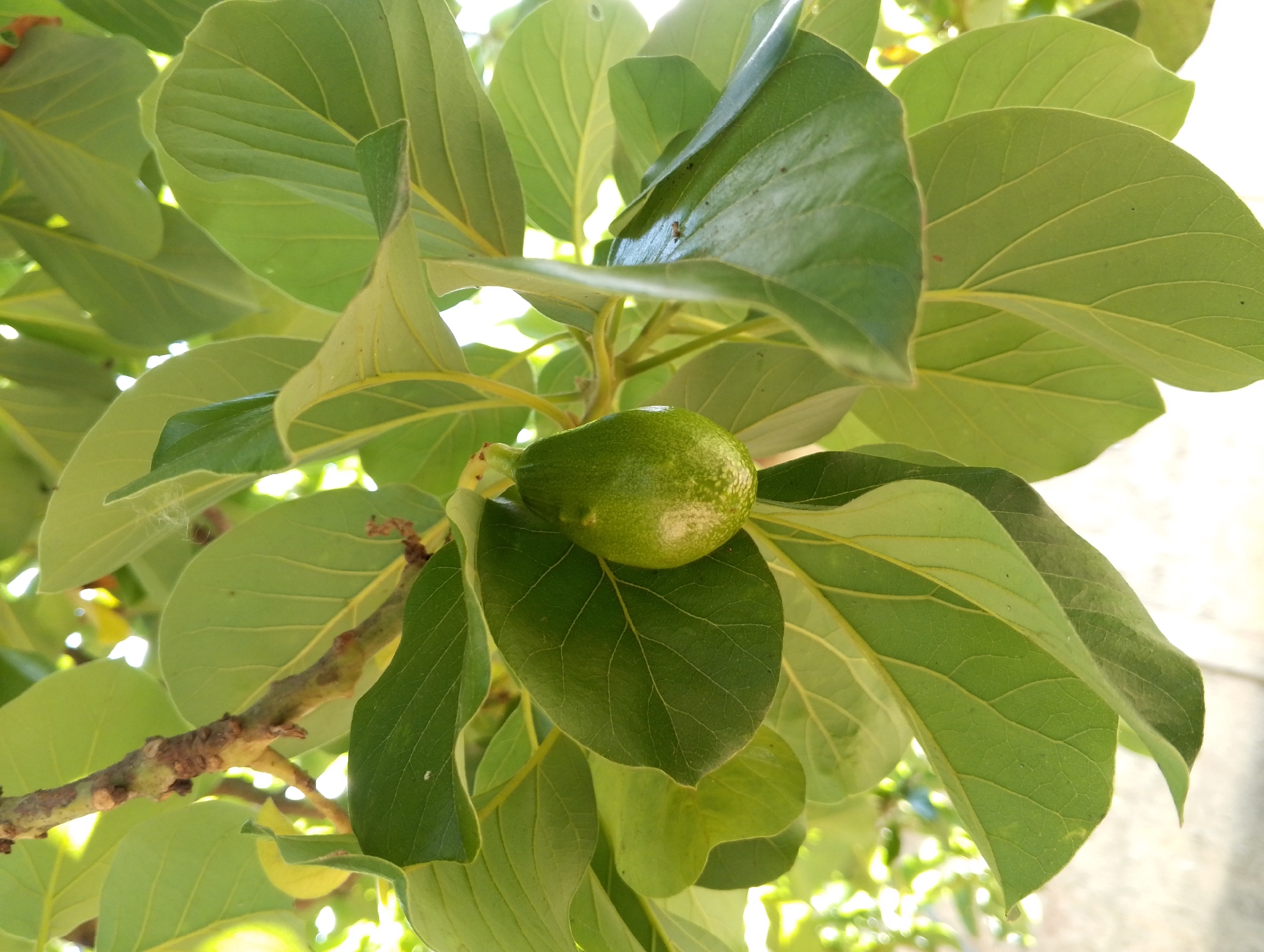 The image shows a close-up of a tree branch with several large, light green leaves and a single, small, green fruit, potentially an immature avocado. The leaves have a smooth texture and prominent veins. The fruit is round to slightly oval with a textured surface. The branch appears to be relatively thick and has a rough, brown bark. The background is partially obscured by the leaves, but there is a hint of bright sunlight and possibly a building or wall in the distance. The location, San Carlos, Venezuela, is not directly discernible from the image itself.