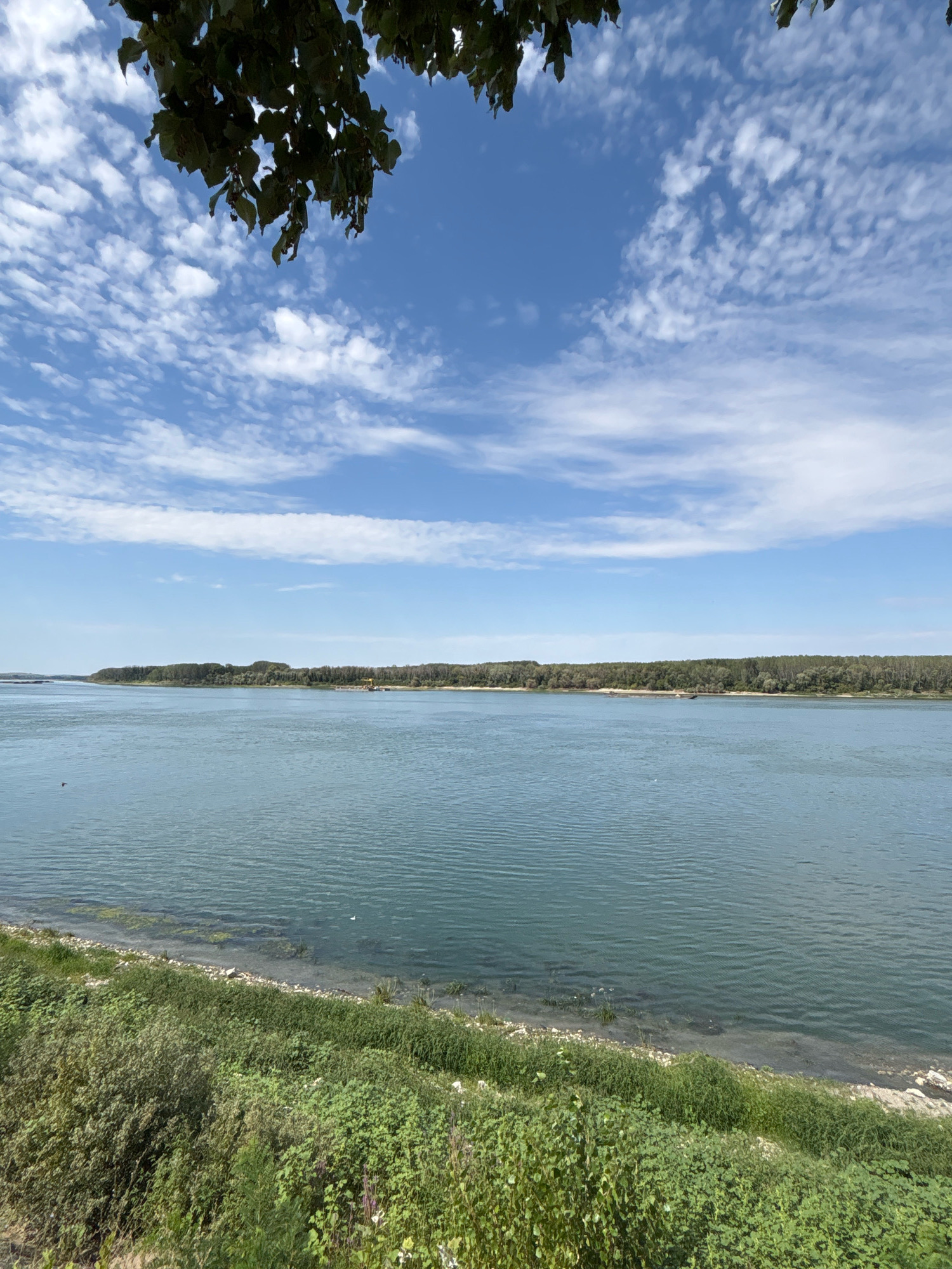 The image depicts a serene river landscape, likely the Danube River, with the city of Silistra, Bulgaria, in the background. In the foreground, a lush green embankment slopes down to the water's edge, characterized by dense vegetation and scattered rocks. The river itself is wide and calm, with subtle ripples on its surface reflecting the clear blue sky above. A dense line of trees forms the far bank, stretching horizontally across the horizon, punctuated by a few structures, including a yellow crane. Wispy white clouds drift across the expansive blue sky, casting a dappled pattern of light and shadow on the scene. The overall impression is one of natural beauty and tranquility.