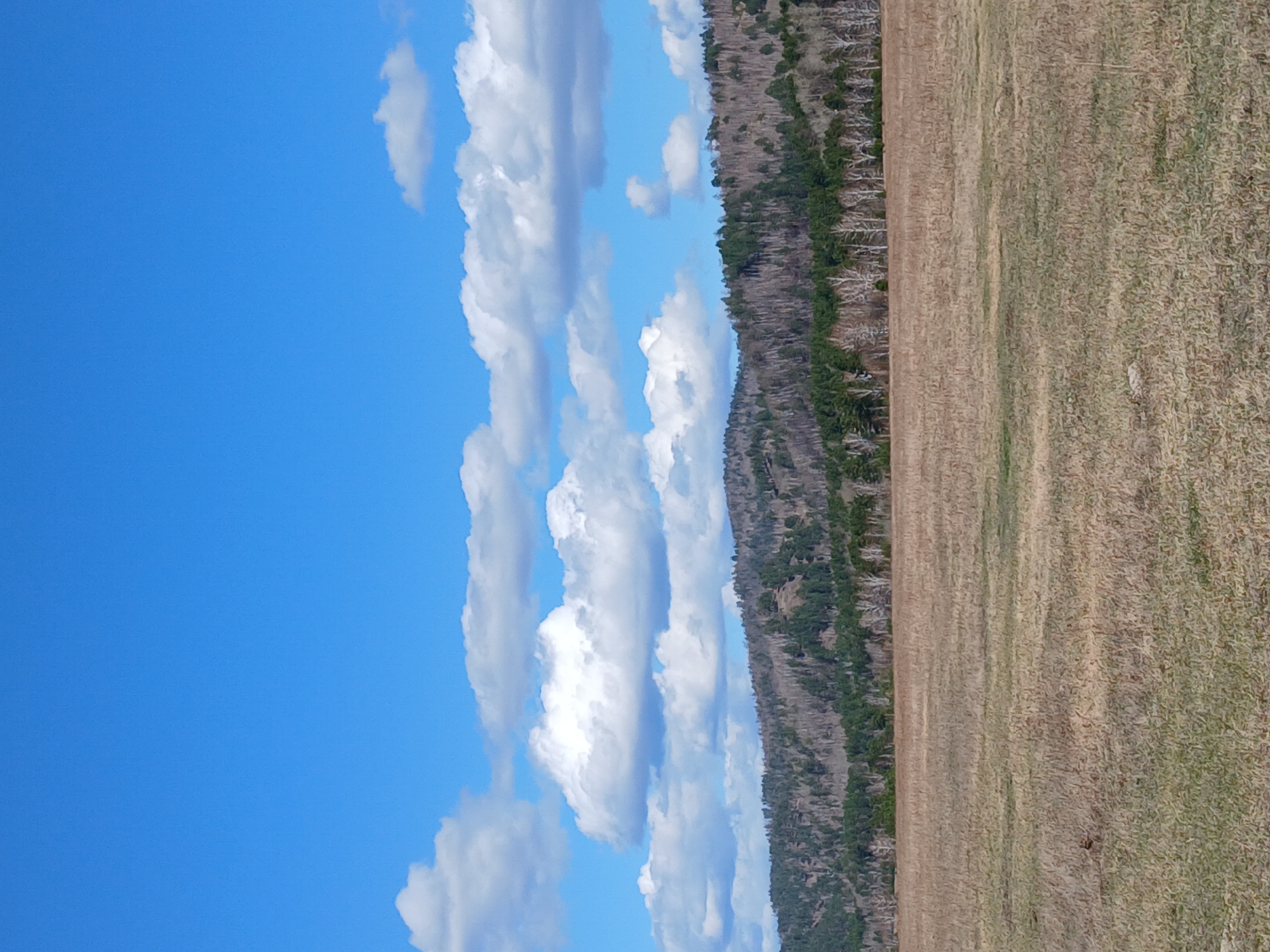 A photograph depicts a landscape divided vertically into three distinct areas. On the left, a clear blue sky is dotted with several white, puffy clouds. In the center, a densely forested area, mostly evergreen, runs along the image, transitioning between tall trees and open areas of brush. To the right, a field of tan grass stretches across the remaining space. The location is unknown.