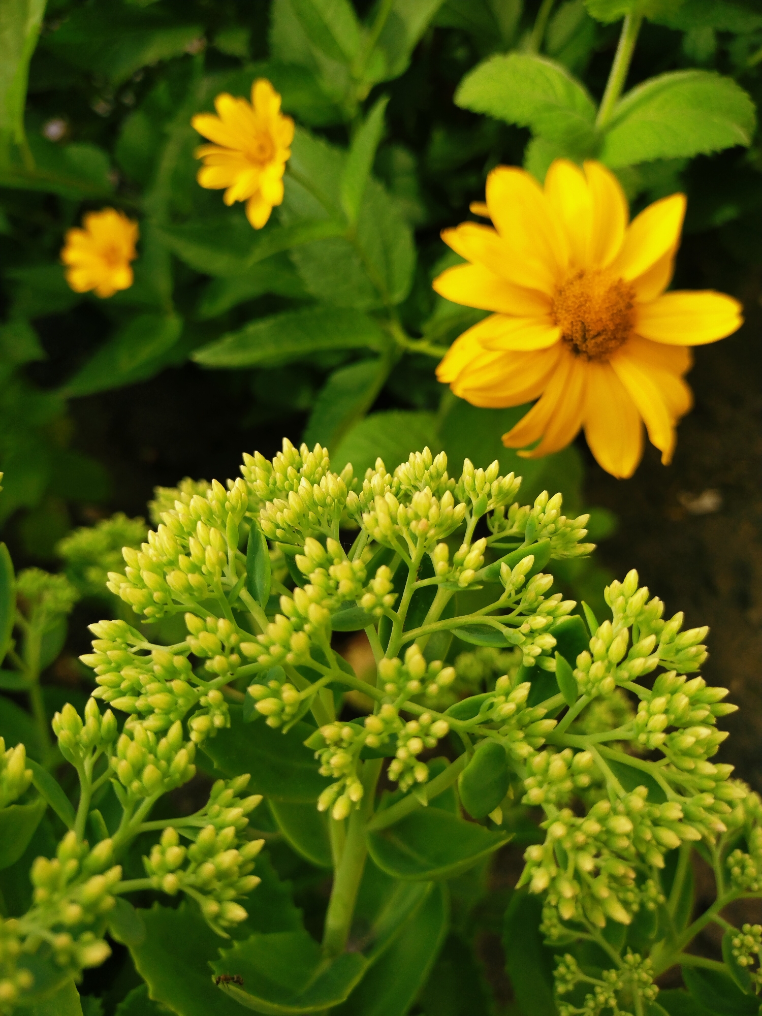 A close-up, vertical shot captures a cluster of unopened, light green flower buds in the foreground. These buds are tightly packed on branching stems, creating a textured, almost broccoli-like appearance. In the background, out of focus, are two bright yellow flowers with brown centers. The lighting suggests natural daylight, with soft shadows and highlights. The environment appears to be a garden or natural outdoor setting, with lush green foliage surrounding the flowers. There are no people or discernable actions taking place in the image. The scene is devoid of any specific landmarks or indicators that would place it within the city of Horishni Plavni, Ukraine.