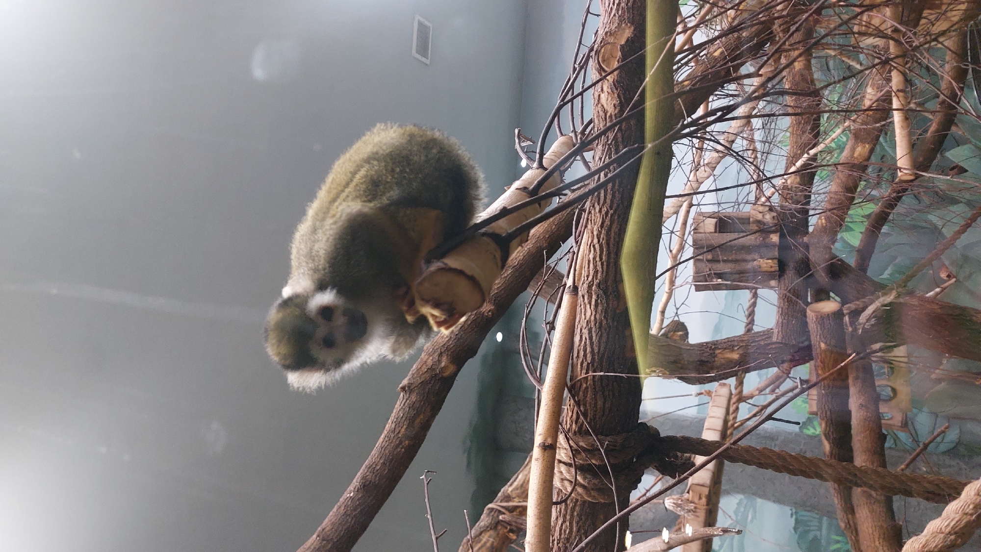 A squirrel monkey clings upside down to a tree branch, exhibiting its distinct facial markings. The backdrop features an indoor zoo environment with additional tree structures, a wooden birdhouse, and ropes. The scene is likely captured at the Novosibirsk Zoo in Novosibirsk, Russia, given the presence of this type of animal and indoor enclosures.