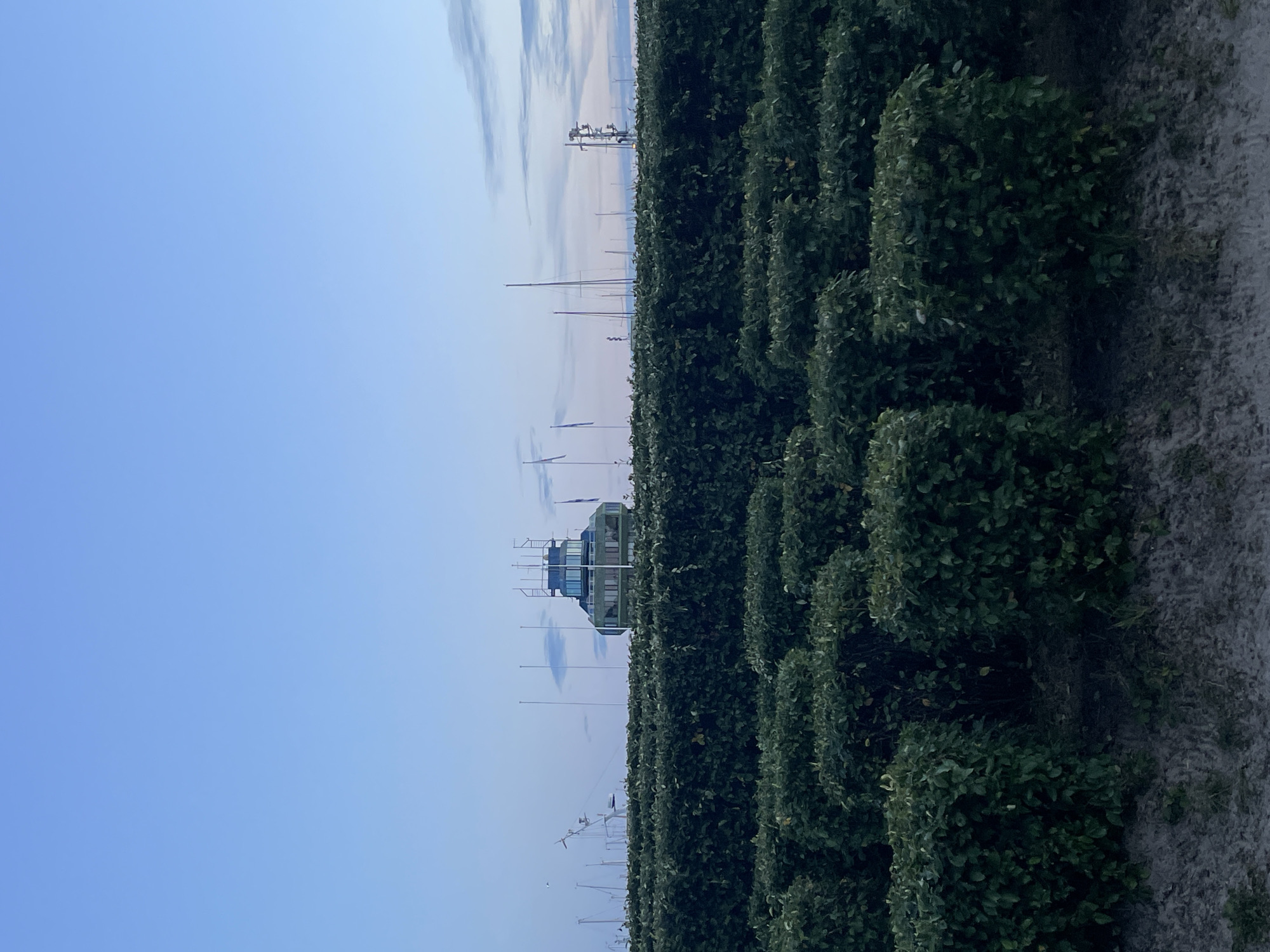 The image shows a view of the Seaplane Harbour Museum (Lennusadam) in Tallinn, Estonia, viewed from across a meticulously manicured, layered hedge maze. The museum building, a distinctive green structure with a glass-enclosed upper level, is visible in the background, rising above the hedges. Several masts, likely from boats docked at the harbor, and some wind turbines are also present in the distance, silhouetted against a pale blue sky with wisps of clouds. The foreground is dominated by the dark green foliage of the hedges, arranged in a grid-like pattern, with sandy ground visible between them. The lighting suggests it is either early morning or late evening, given the soft, diffused light. There are no people visible in the image.