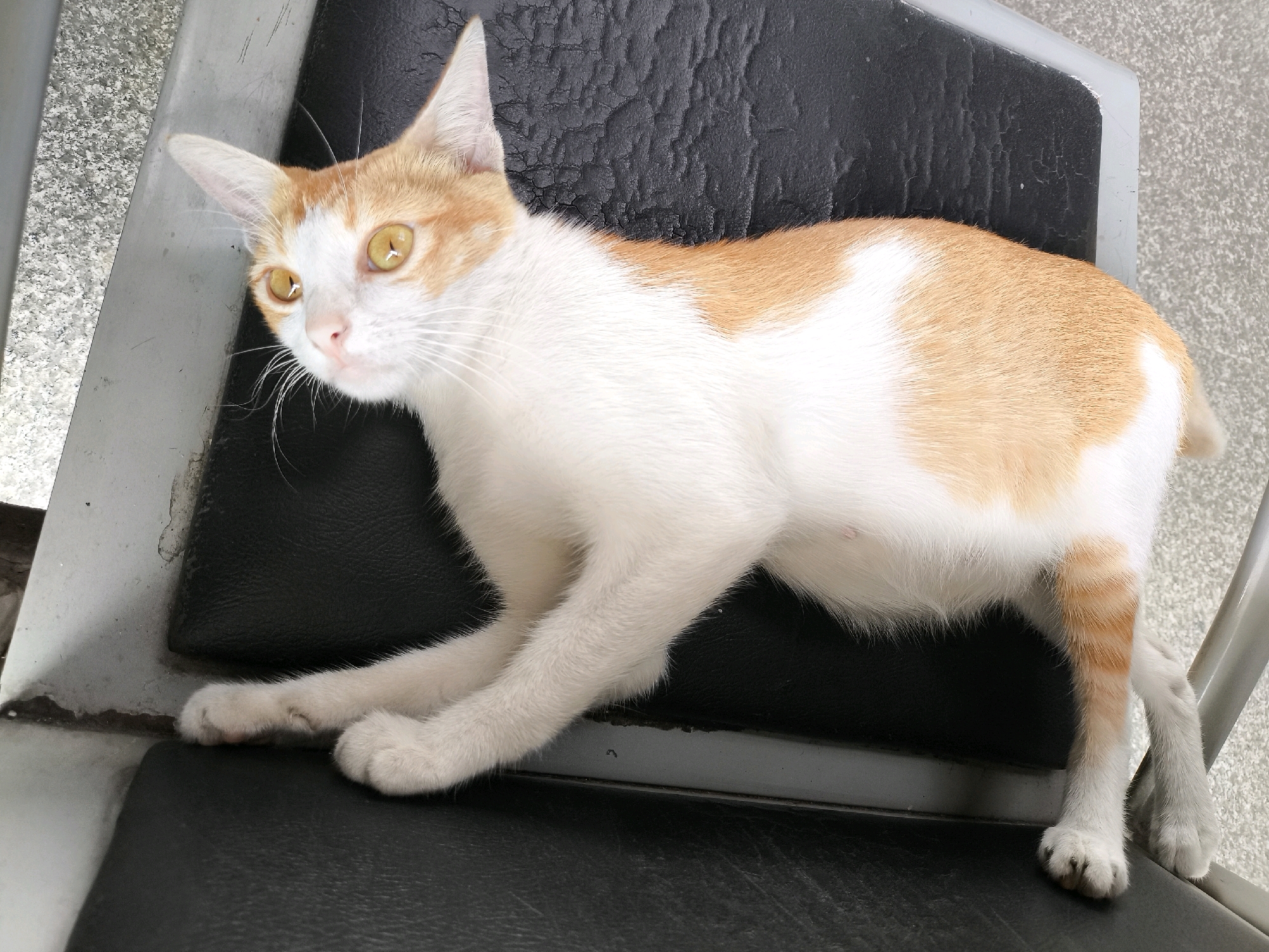 A ginger and white cat is lying on a black cushioned surface. The cat is looking to its left with its mouth slightly open. The background is a grey and white speckled surface. The image is taken from a high angle. This scene is located on a step in Mekarsari, Indonesia.