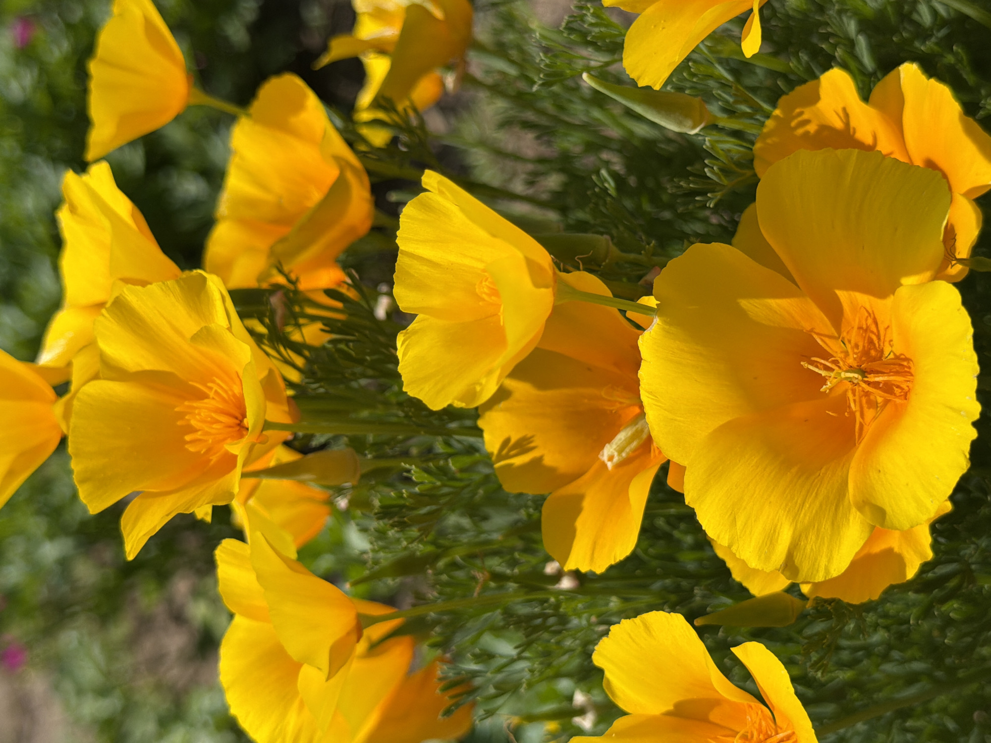 The image displays a close-up view of several vibrant orange California poppies in bloom, set against a blurred background of green foliage. The flowers are in various stages of opening, with some fully unfurled and others still developing buds. Sunlight highlights the delicate texture and bright color of the petals. The setting appears to be an outdoor garden or natural landscape. There is no indication of people, specific actions, or interactions, and the location of Selanovtsi, Bulgaria, is not visually represented in the image itself.