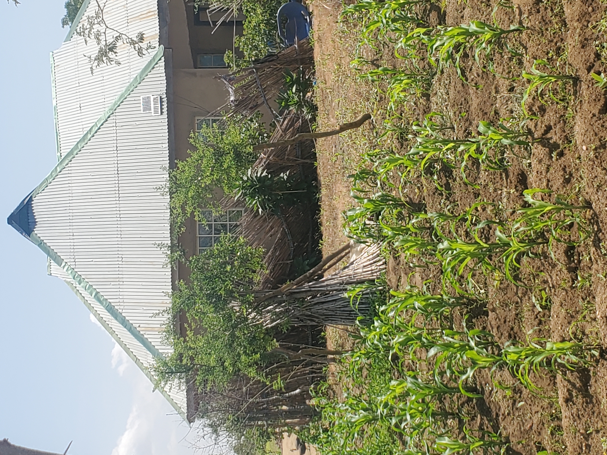 In the city of Dawaki, Nigeria, a sunlit scene unfolds featuring a modest, tan-colored house with a corrugated metal roof, characterized by a prominent central peak. A small solar panel is affixed to the right side of the roof. In front of the house, a field of young, vibrant green corn plants grows in rich brown soil. A cluster of dried bamboo stalks, tied together, stands to the left of the cornfield, adjacent to the house. Beyond the bamboo, a rustic fence constructed from sticks and thatch encloses an area where some vegetation is visible. The environment is dry and dusty, with sparse, dry grass surrounding the cornfield and a clear blue sky overhead with a few wispy clouds.