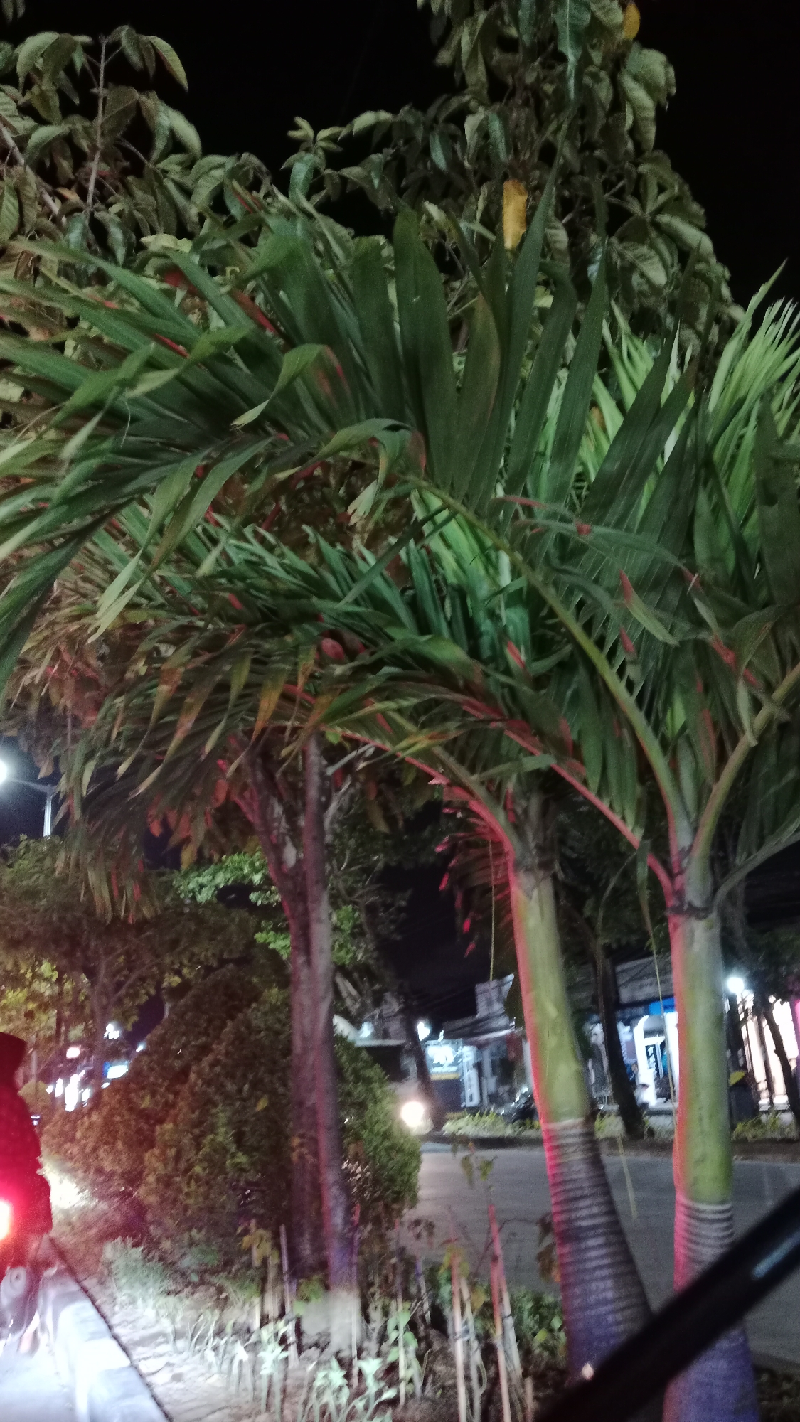 The image captures a nighttime scene along a street in Kuta, Indonesia, characterized by dense foliage and artificial lighting. In the foreground, several palm trees with striped trunks, illuminated by pinkish-red light, dominate the frame. Their fronds are lush and green, creating a canopy that partially obscures the background. To the left, a blurry red taillight of what appears to be a motorcycle is visible, suggesting vehicular presence. Beyond the palm trees, a road is visible, with a few buildings and shops lining the street, their windows glowing with light. The overall atmosphere is that of a tropical urban environment at night, with vegetation playing a prominent role.