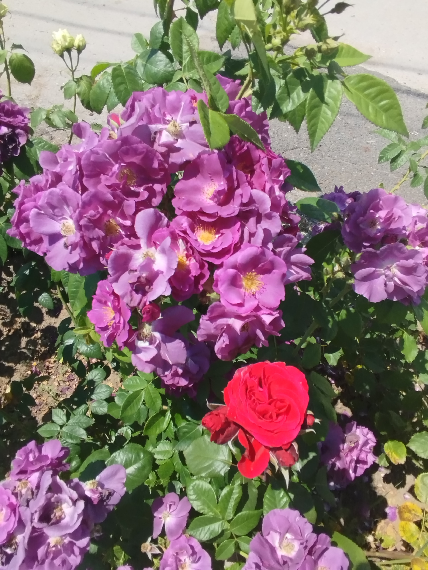 A high-angle medium shot captures a cluster of blooming roses in an outdoor setting. The majority of the roses are a vibrant shade of purple, with some appearing lighter due to the sunlight. Their petals are delicate and layered, and the centers of several flowers reveal yellow stamen. A single, striking red rose stands out in the lower right quadrant of the image, its petals a rich, deep crimson. The roses are interspersed with lush green foliage. The ground beneath the flowers is a mixture of soil and gravel, with some dried leaves scattered about. In the background, a paved surface, likely a sidewalk or road, is visible, along with hints of a building or wall. The scene appears to be in a garden or park. There are no people or animals present in the image.