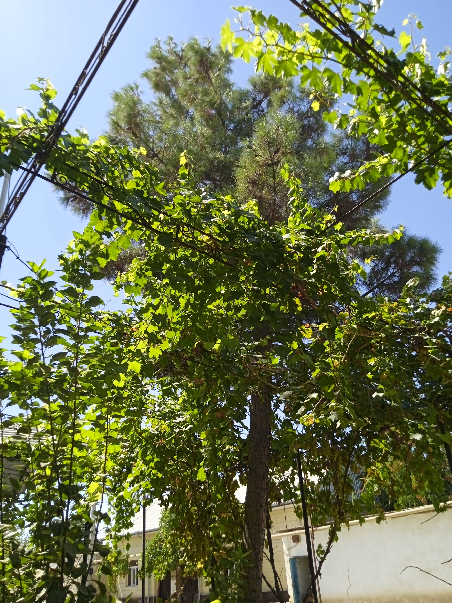 The image depicts an outdoor scene, likely in Kogon City, Uzbekistan, with a focus on vegetation. A tall pine tree with green needles stands prominently in the background. In the foreground and midground, there are leafy green plants, possibly grapevines, climbing on a wire structure and branches. The leaves are vibrant green, illuminated by sunlight, suggesting a daytime setting. Some of the vines appear to be laden with what could be bunches of grapes, though they are not clearly discernible. Beneath the foliage, parts of a building with a white wall and some windows are visible, along with fencing. The sky is clear and blue. The perspective is from a low angle, looking upwards towards the trees and sky. There are no people or animals visible in the image.
