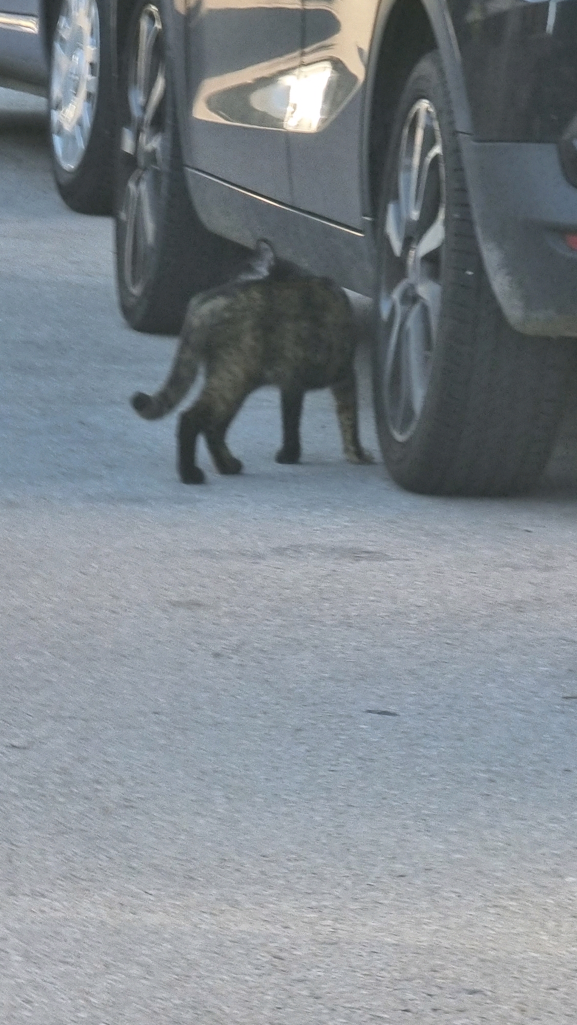 A brown and black tabby cat is walking on a paved surface next to the wheels of a dark gray car. The car appears to be parked on a street or road in Sant Joan Les Fonts, Spain. The cat is in the foreground, facing away from the camera, and its tail is curved upwards. The background shows a portion of the car's side and wheels, with reflections of sunlight on the car's surface. The ground is a light gray asphalt.