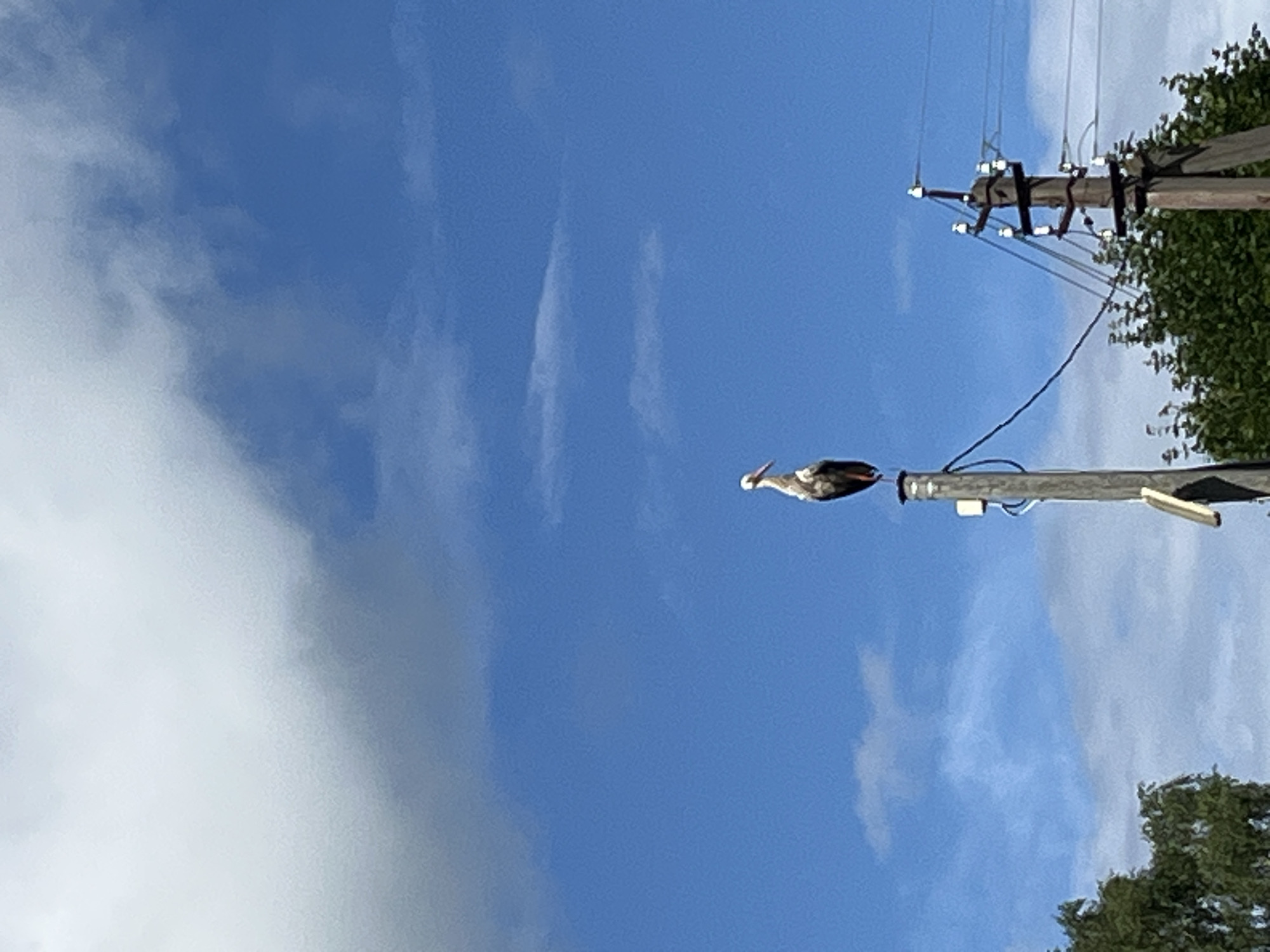 A white stork with black wingtips stands on top of a wooden utility pole against a bright blue sky with scattered white clouds. The stork is facing to the right with its beak slightly open. Below the stork, the pole has some attached electrical components and wires. To the right of this pole is another wooden utility pole with insulators and wires. In the lower left corner, the tops of green trees are visible. The scene appears to be outdoors in a rural or semi-rural setting.