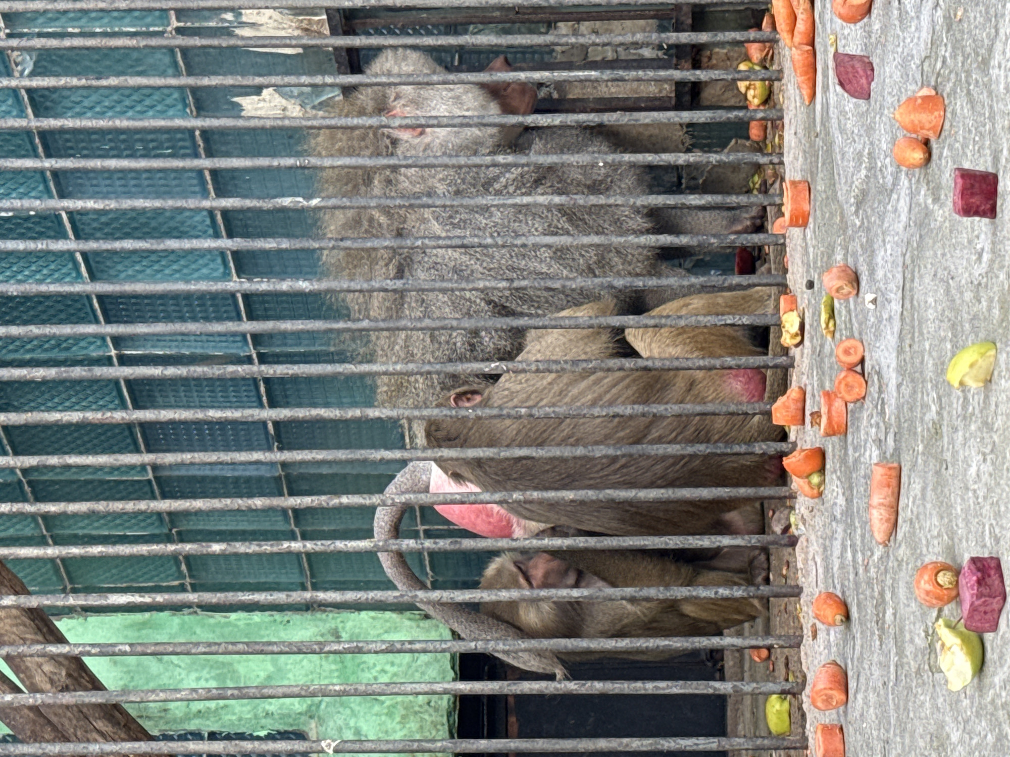 The image depicts a cage with at least three baboons inside. The cage is made of metal bars and contains a variety of cut vegetables scattered on the floor. The baboons appear to be resting or sleeping. The location is Unknown, Unknown.