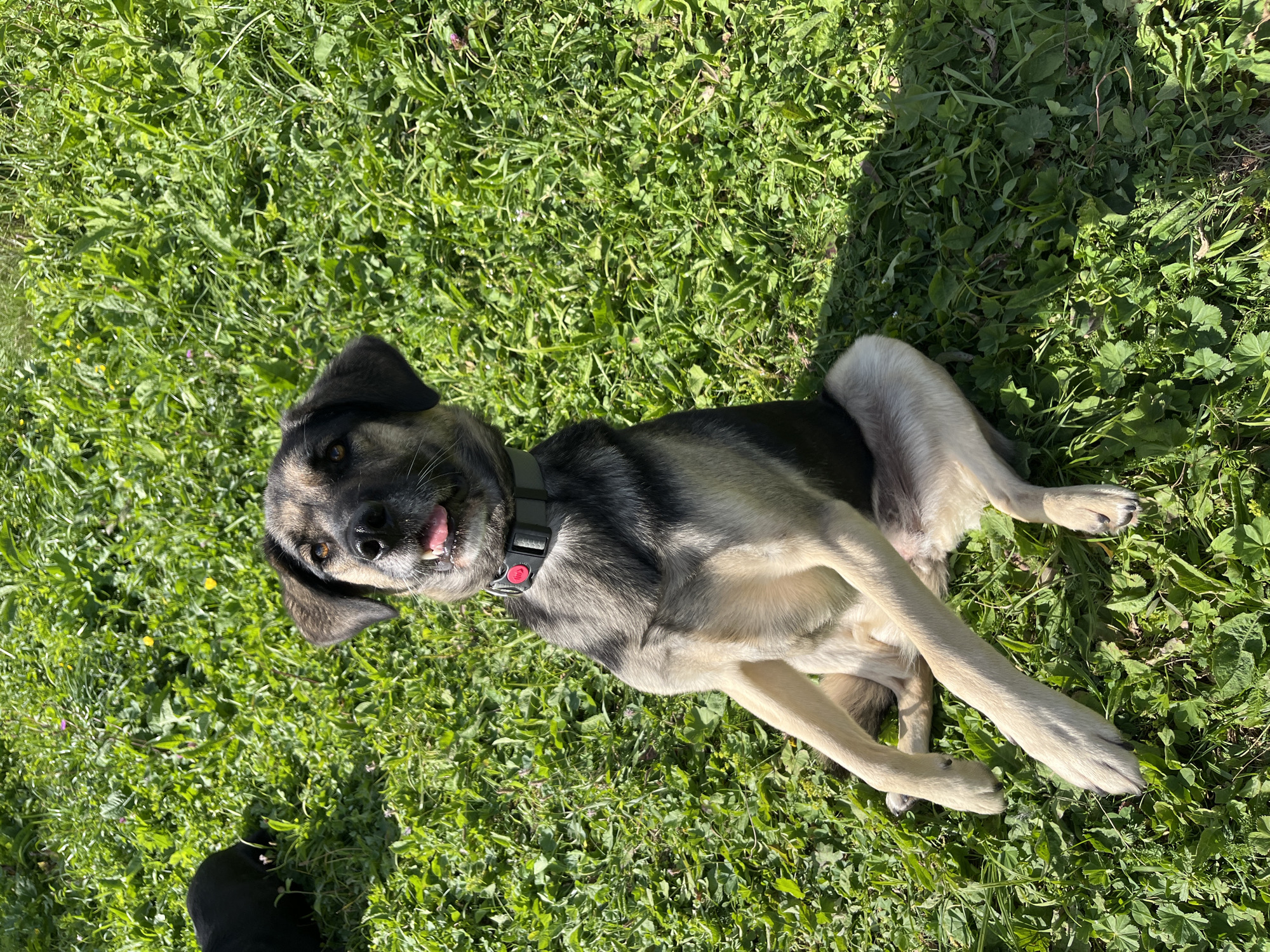 An adult dog, possibly a German Shepherd mix, is sitting on a patch of green grass. The dog has a gray, black, and tan coat, and is wearing a gray collar with a red clasp. Its tongue is slightly sticking out, and it appears to be panting. The dog is looking up and to its left. In the background, another dark-colored dog is partially visible, also on the grass. The scene is outdoors, with dappled sunlight indicating it is daytime. The location of this image is not within the city of Nizhny Tagil, Russia, as there is no contextual information to suggest this.