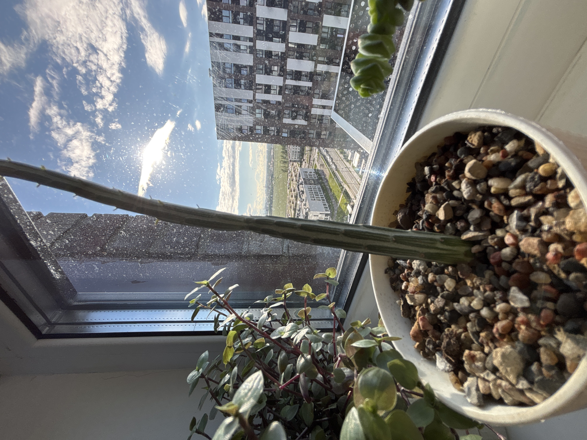 This is a close-up, eye-level, outdoor, daytime, horizontal shot of a plant in a pot on a windowsill. The plant has a thin, striped stalk growing upwards and a cluster of green leaves on the left. The pot is filled with small, colorful pebbles. Through the window, a sunny sky with white clouds is visible, along with several buildings in the city of Misaylovo, Russia. The building on the right is tall and has a dark facade with white vertical accents. In the distance, other buildings and a flat landscape can be seen. The windowpane is dirty, with water droplets and smudges.
