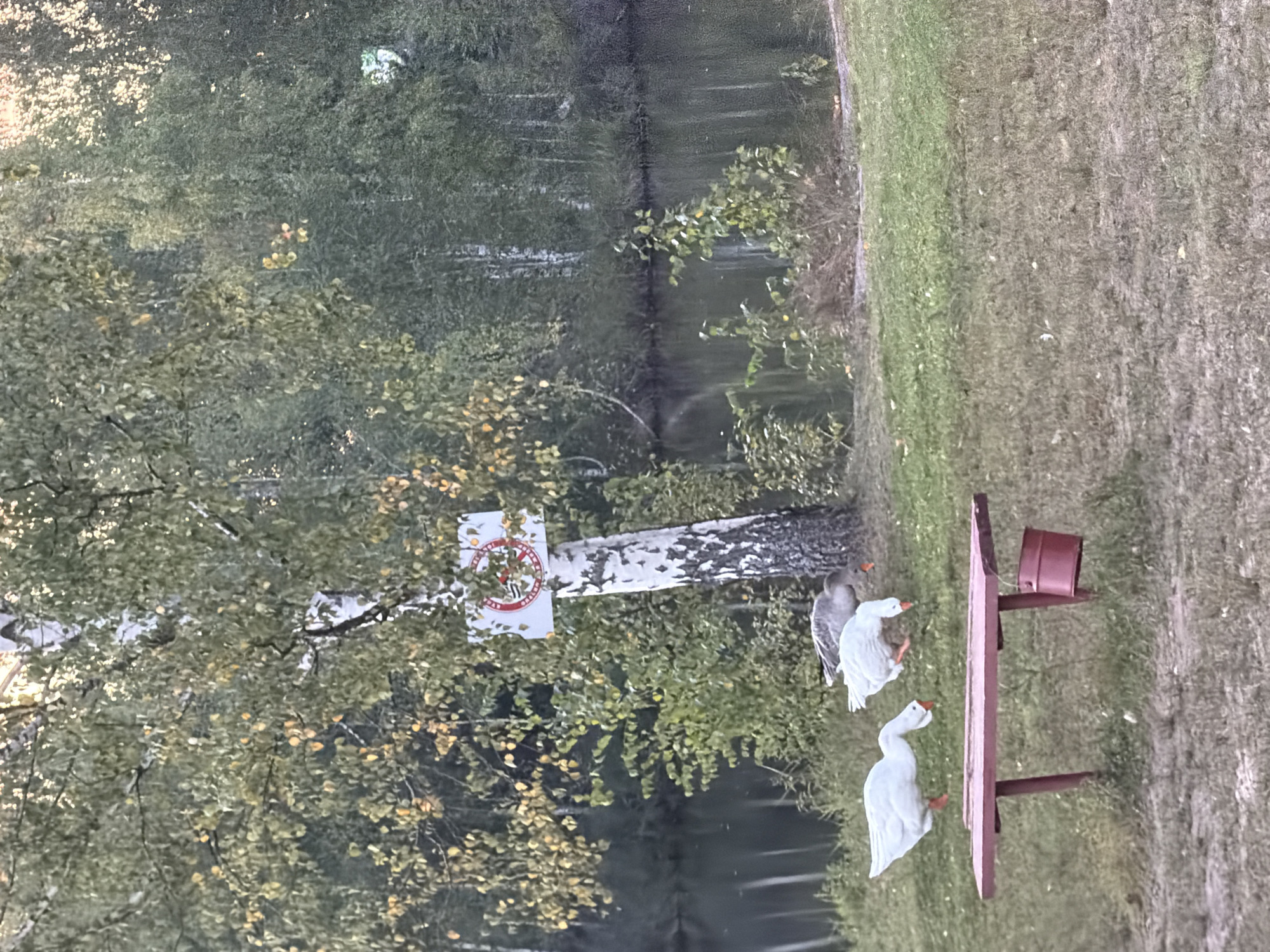A tranquil scene unfolds by a body of water, possibly a lake or slow-moving river, bordered by lush green trees and a grassy embankment. The foreground features a weathered, red, picnic-style table with two white geese pecking at the ground nearby. To the right of the table, a red bucket is attached to one of its legs. Further back, a grey goose stands near a birch tree marked with a white sign featuring a red circle with a diagonal line through it and an image of a bird, suggesting a no-feeding or no-pets rule. The background is dominated by a dense forest, with the water reflecting the surrounding greenery. The overall atmosphere is serene and natural, indicative of a rural or park-like setting. The location is identified as the city of Глубоково, Russia.